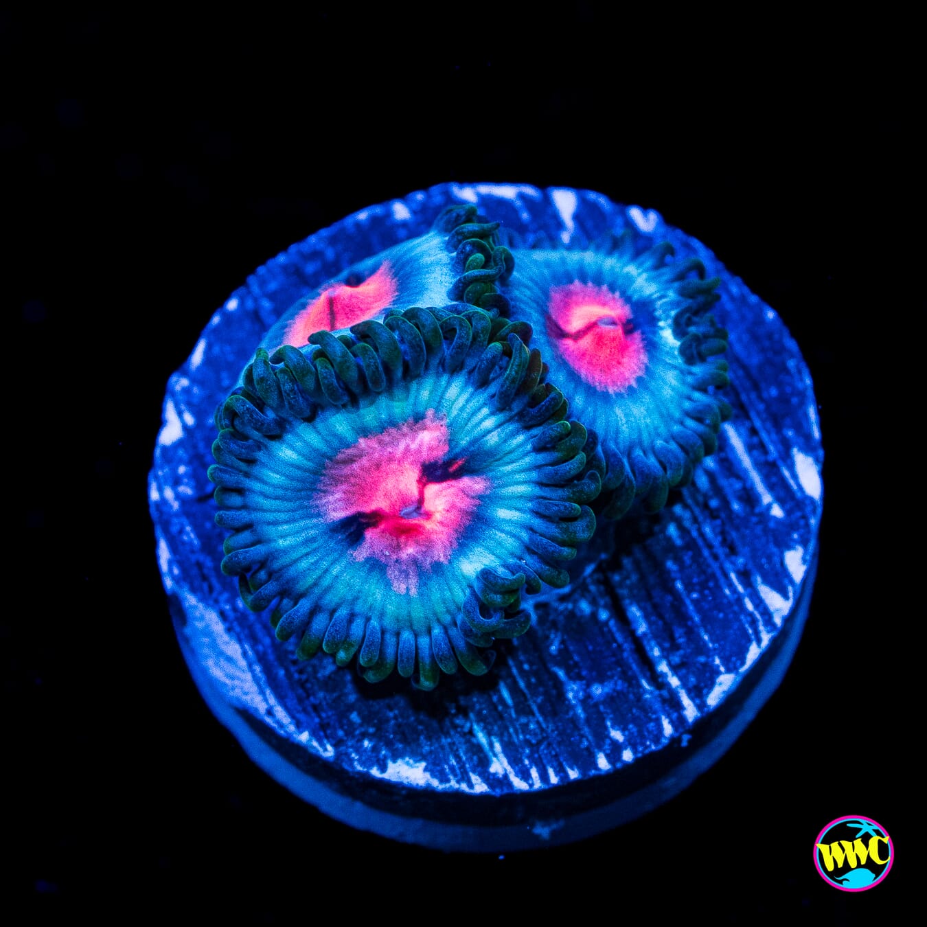 Miami Vice Zoanthids - Actinic Photo