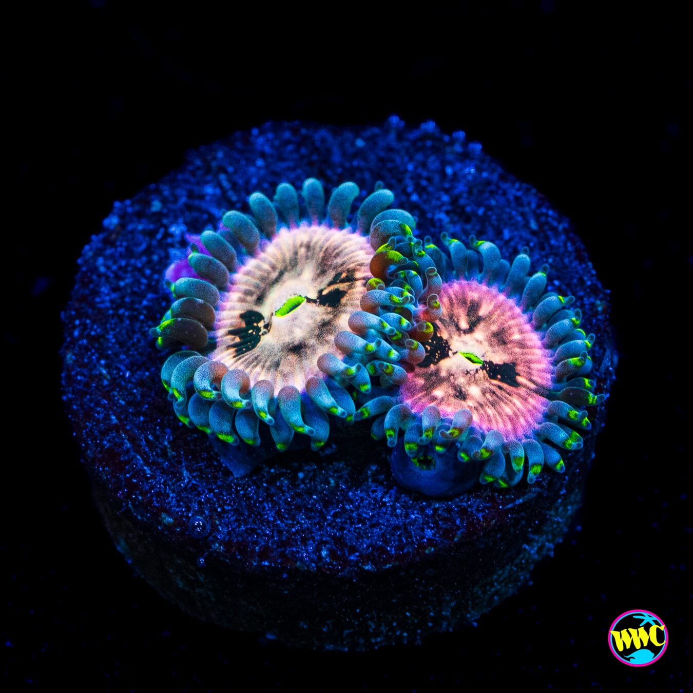 Hawaiian Ding Dang Zoanthids - Actinic Photo