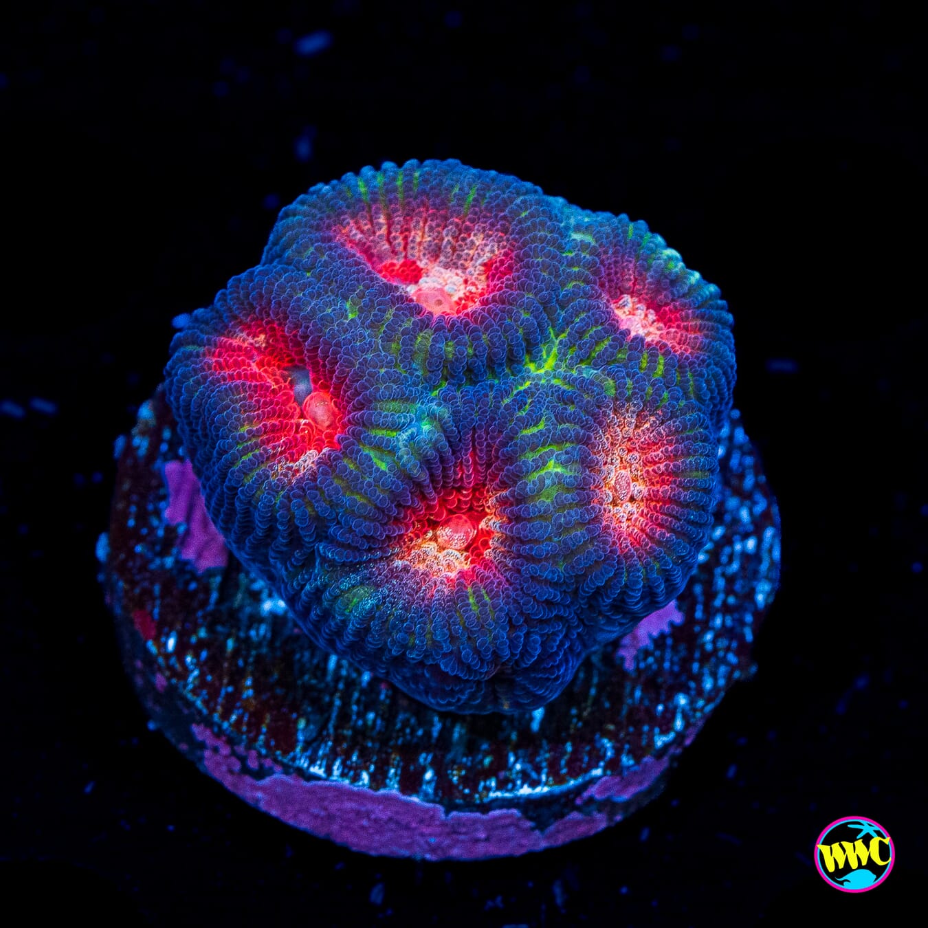 Demon Eye Favia - Actinic Photo