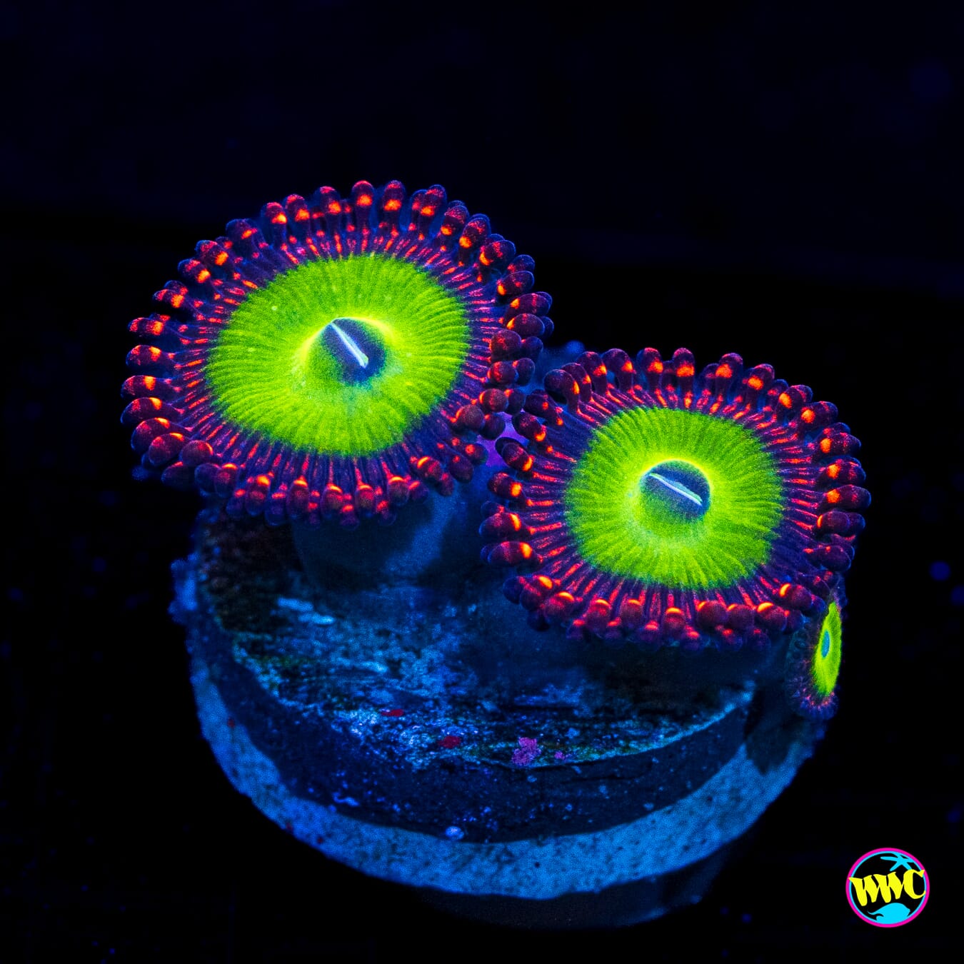 Candy Apple Red Zoanthids - Actinic Photo