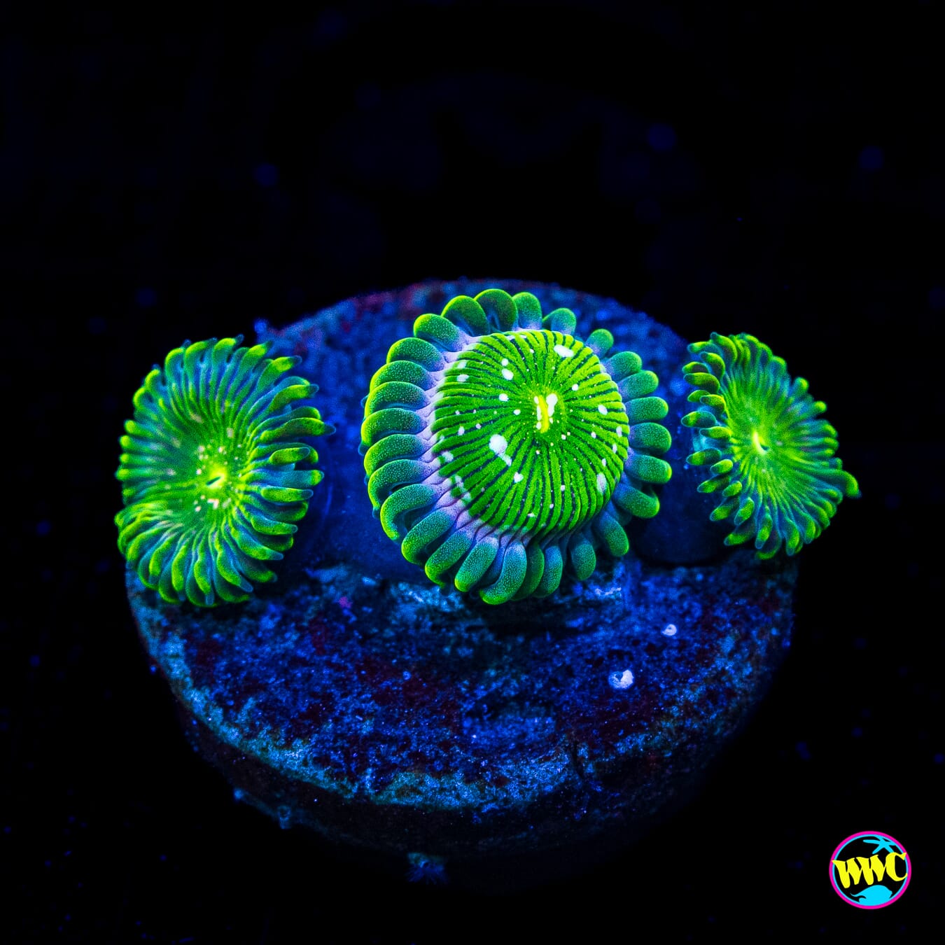 WWC Gaias Zoanthids - Actinic Photo