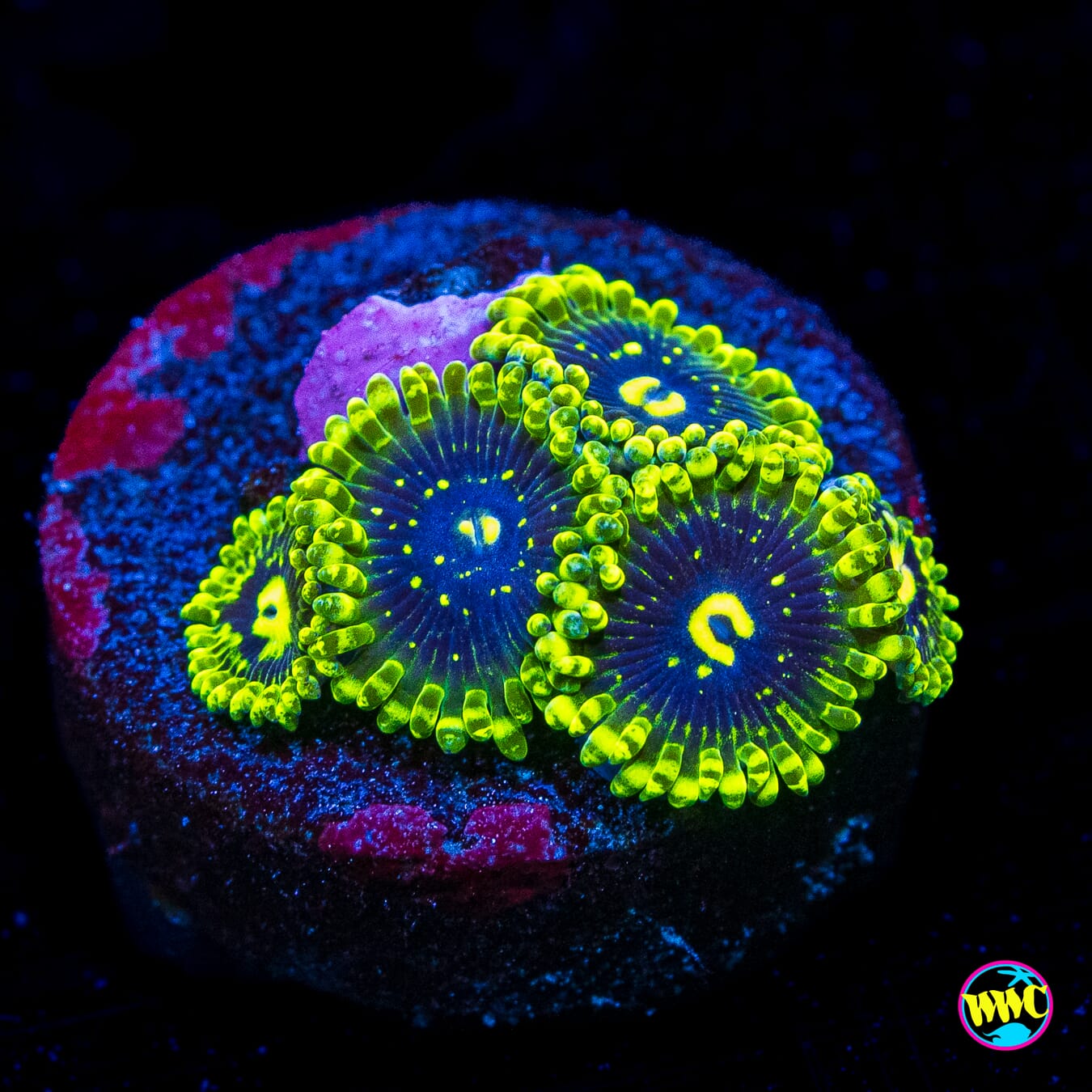 Exosphere Zoanthids - Actinic Photo
