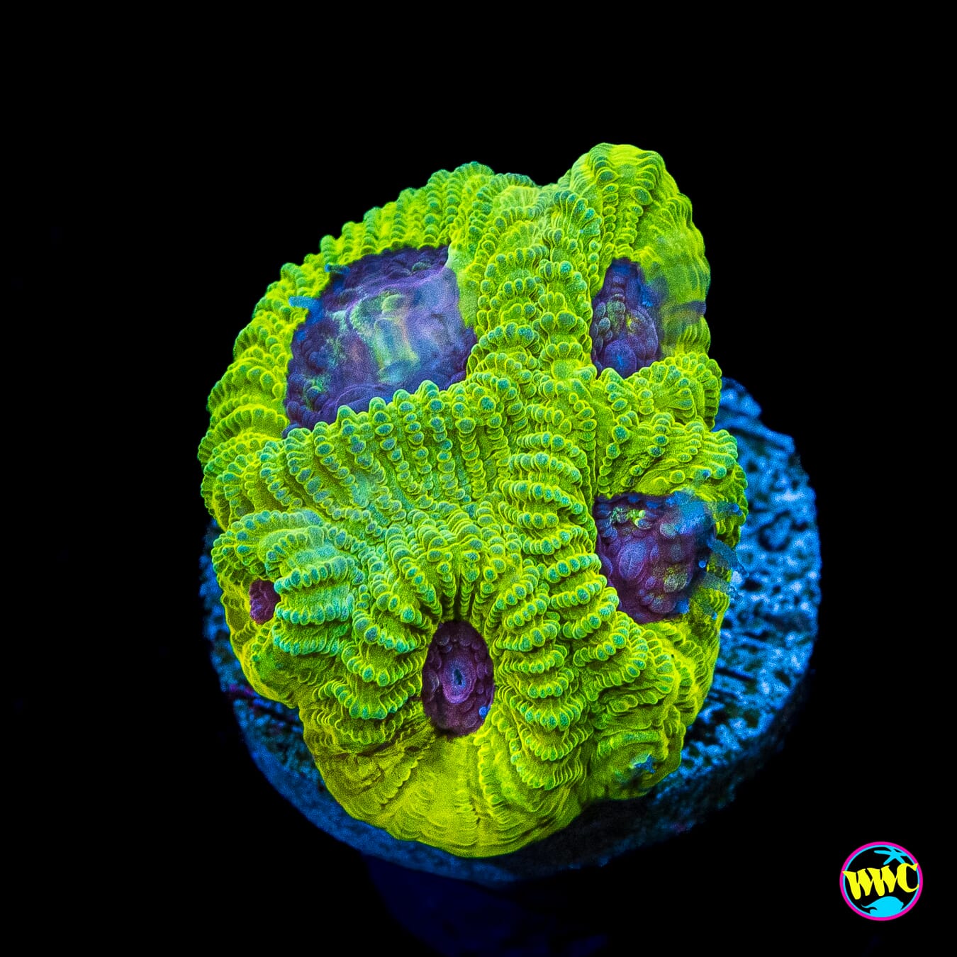 Lemon Zoinkerz Favia - Actinic Photo