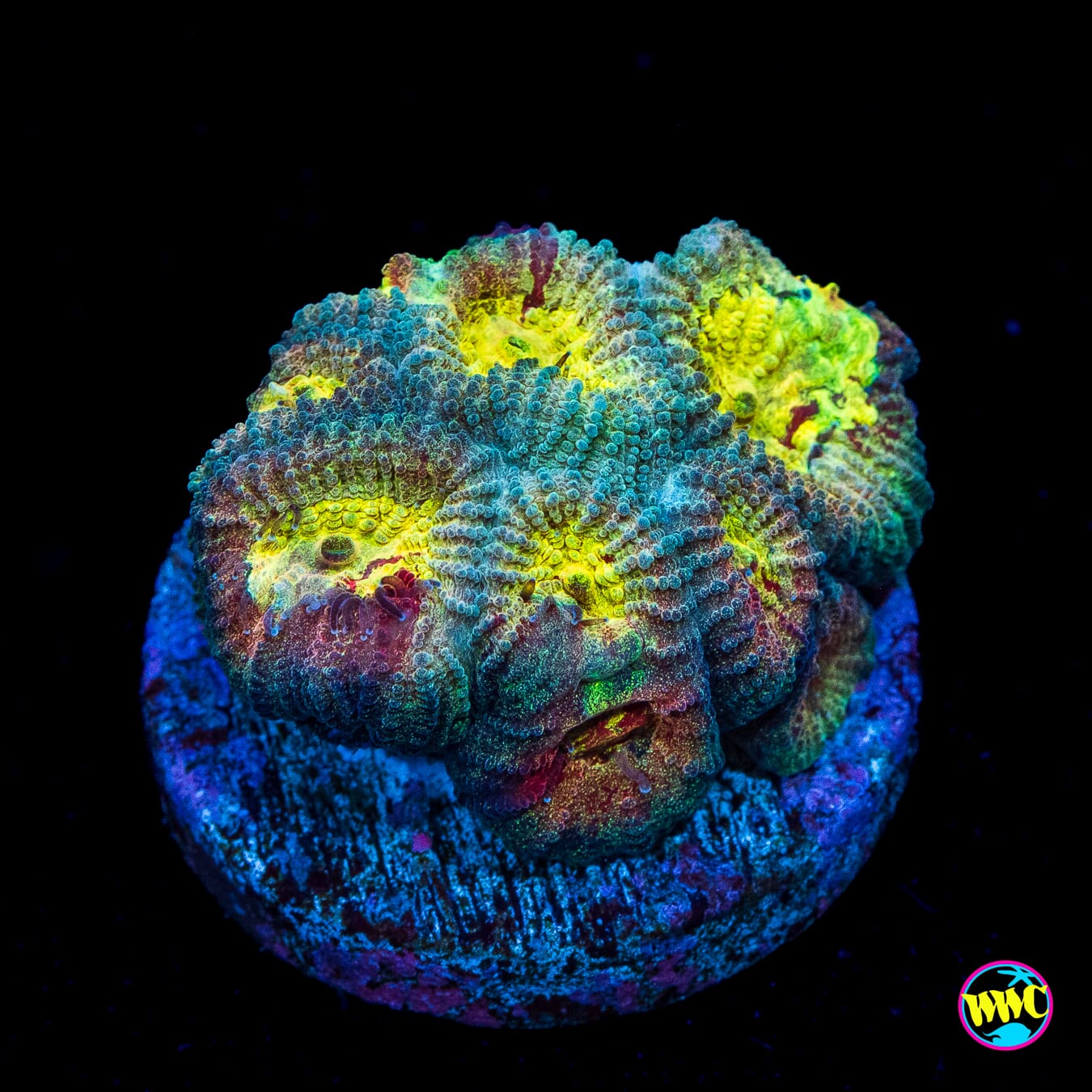 WWC Diversity Favia - Actinic Photo