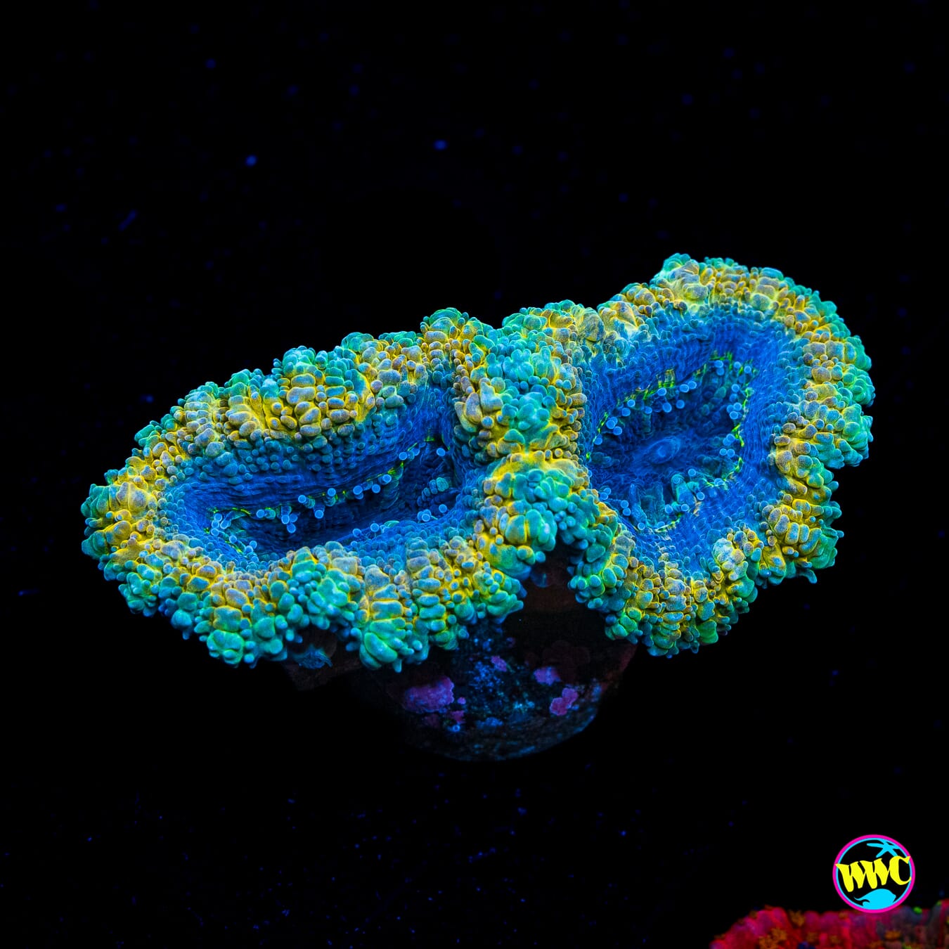 Rasta Aussie Lord - Actinic Photo