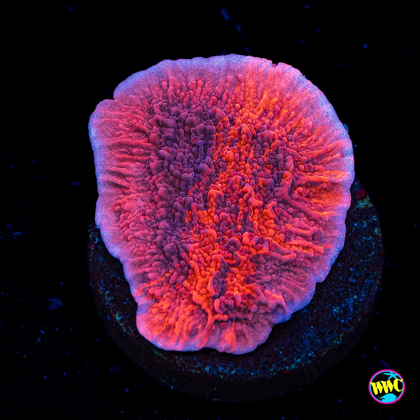 WWC Firewalker Montipora - Actinic Photo