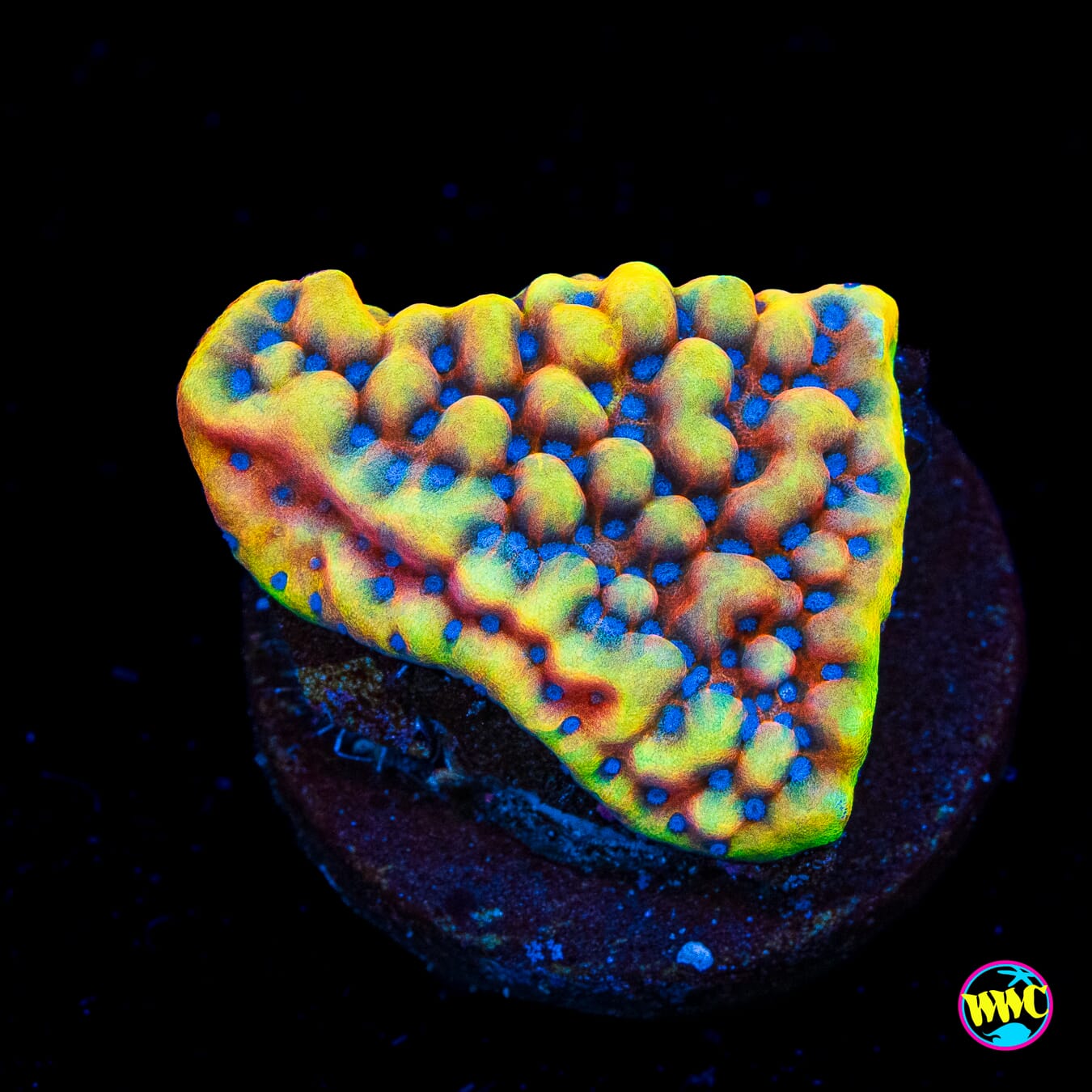 RR Crazy T Montipora - Actinic Photo