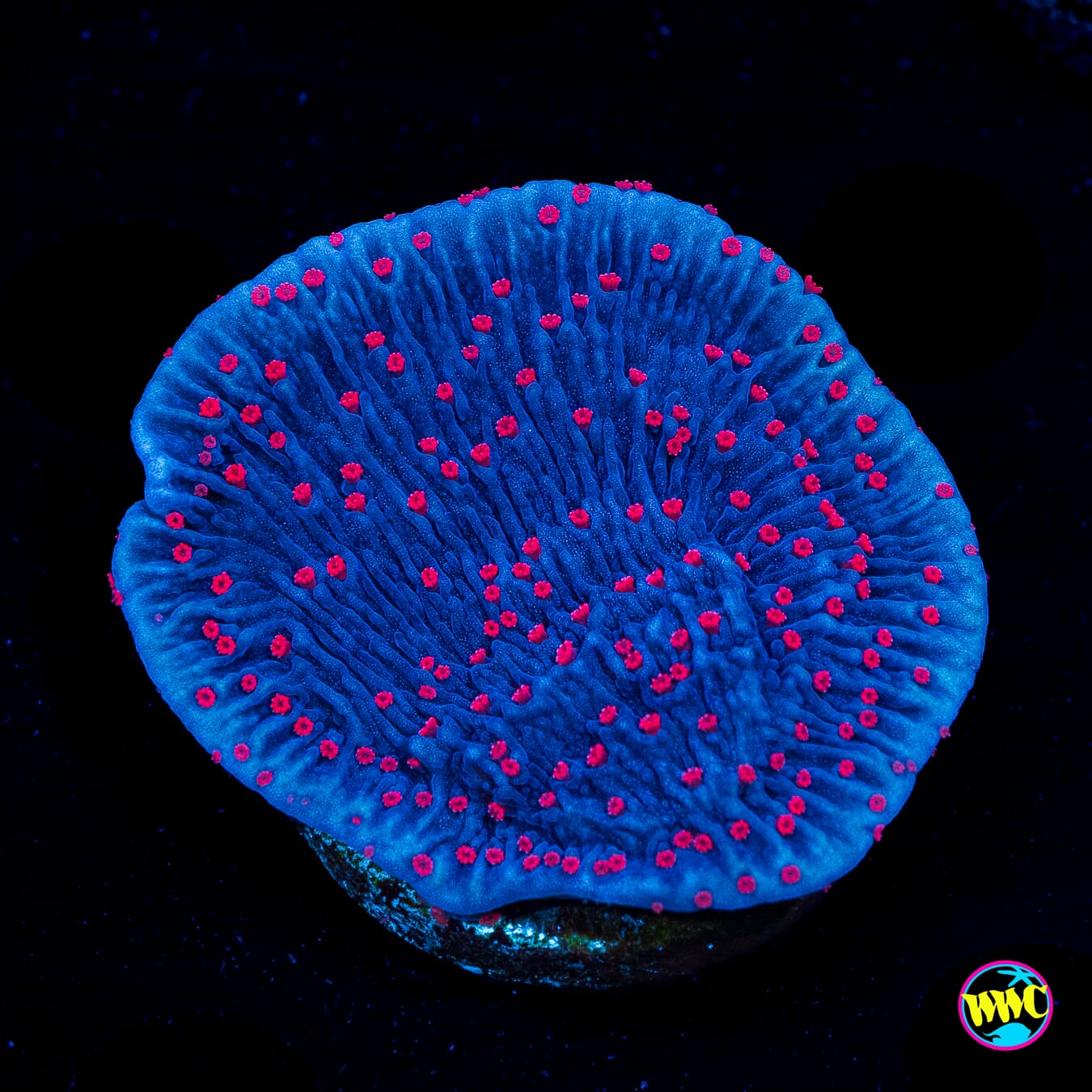 Red Roses Montipora - Actinic Photo