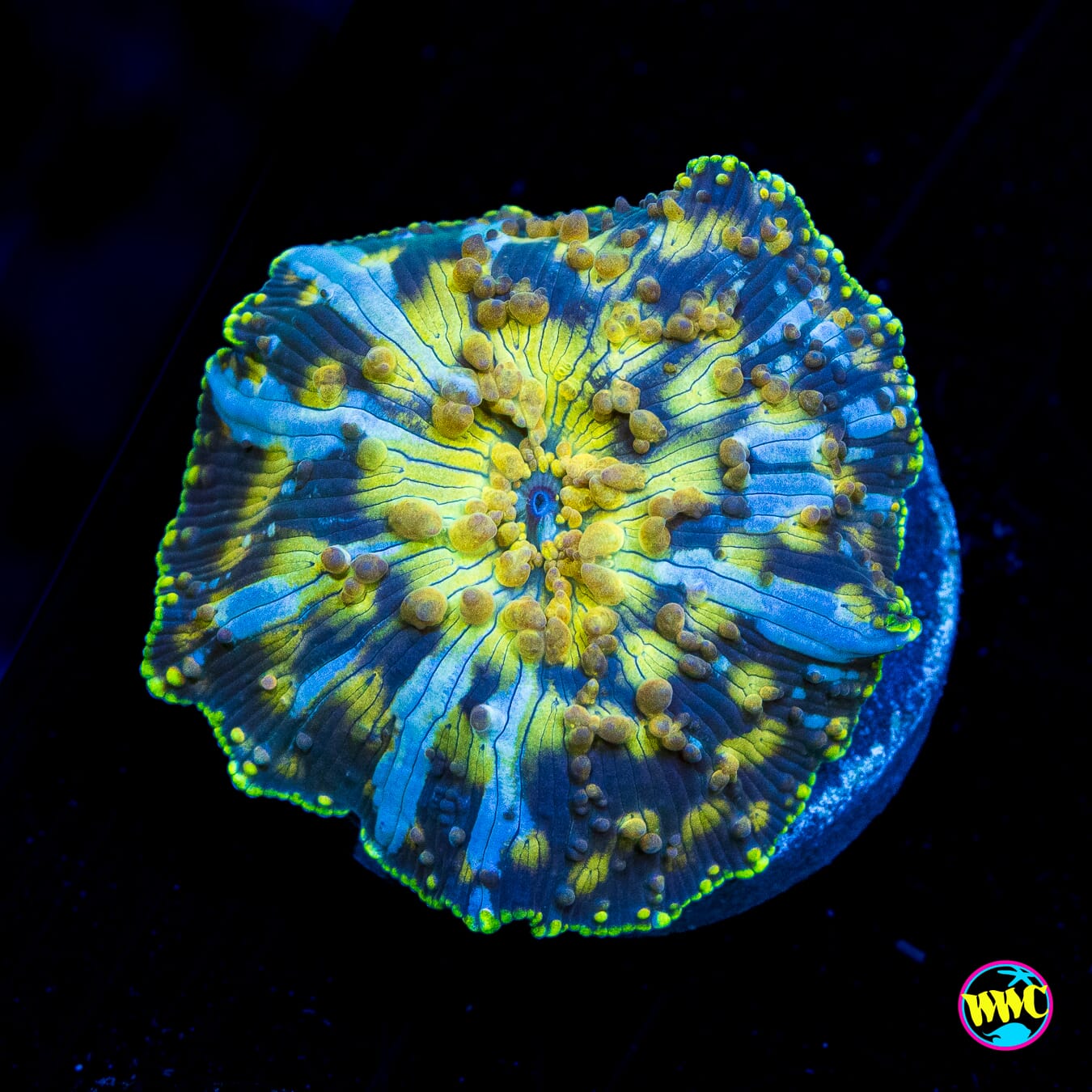 Spotted Iguana Disco Mushroom - Actinic Photo