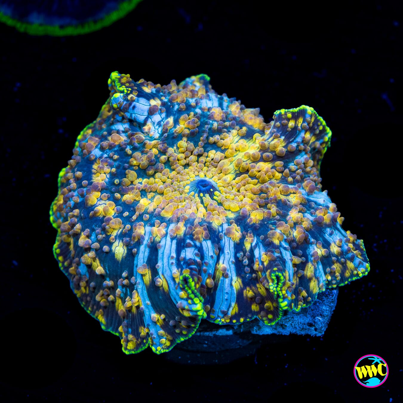 Spotted Iguana Disco Mushroom - Actinic Photo