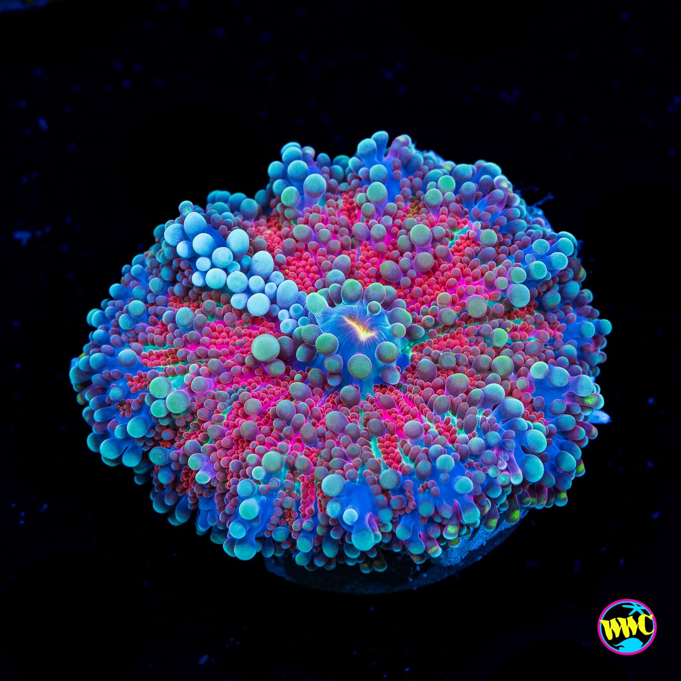 Frosted Nurple Yuma Mushroom - Actinic Photo
