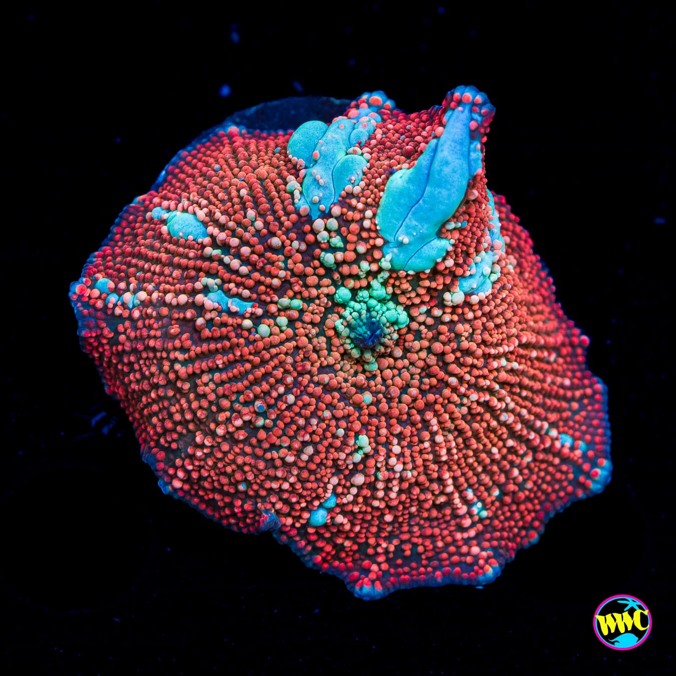 Red Interstellar Disco Mushroom - Actinic Photo