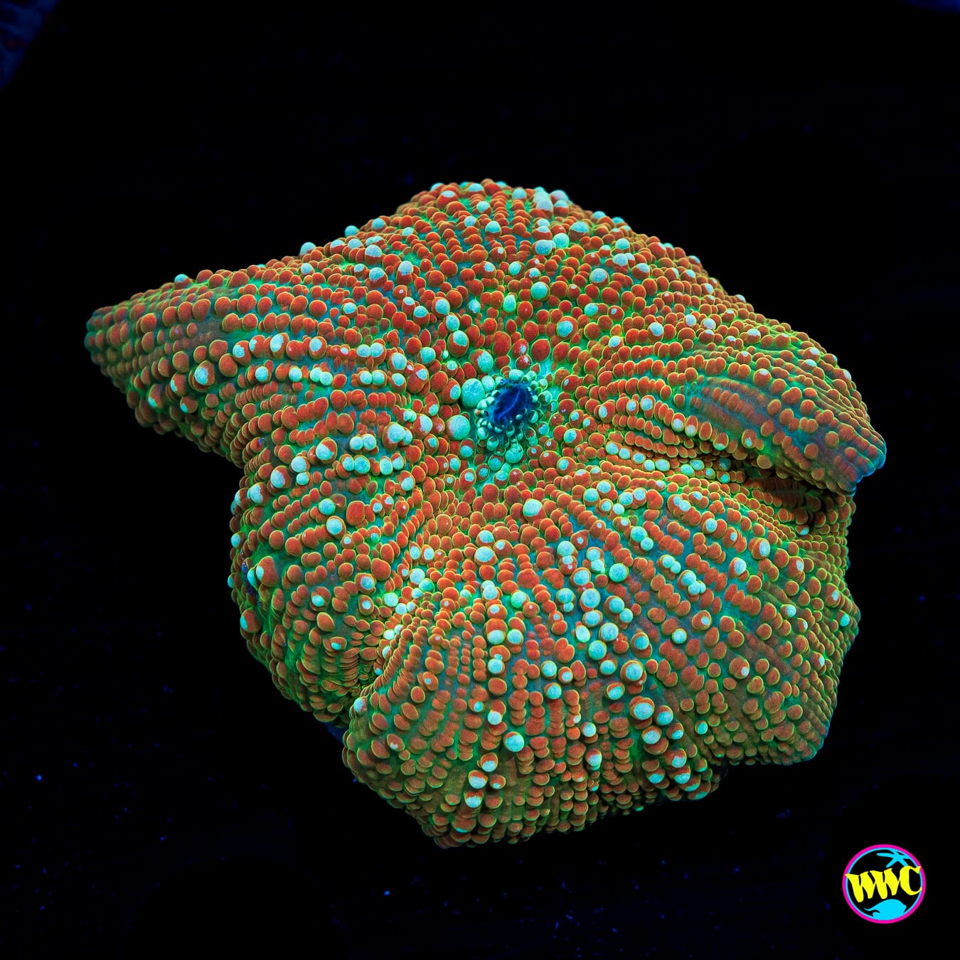 Crocodile Disco Mushroom - Actinic Photo