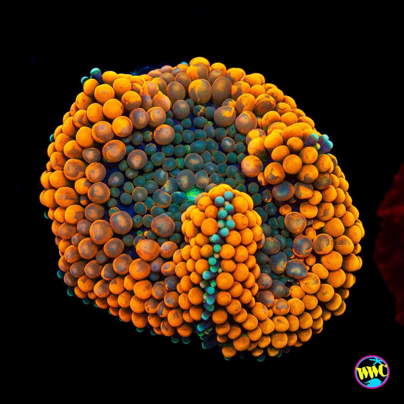 Citrus Cooler Ricordea Mushroom - Actinic Photo