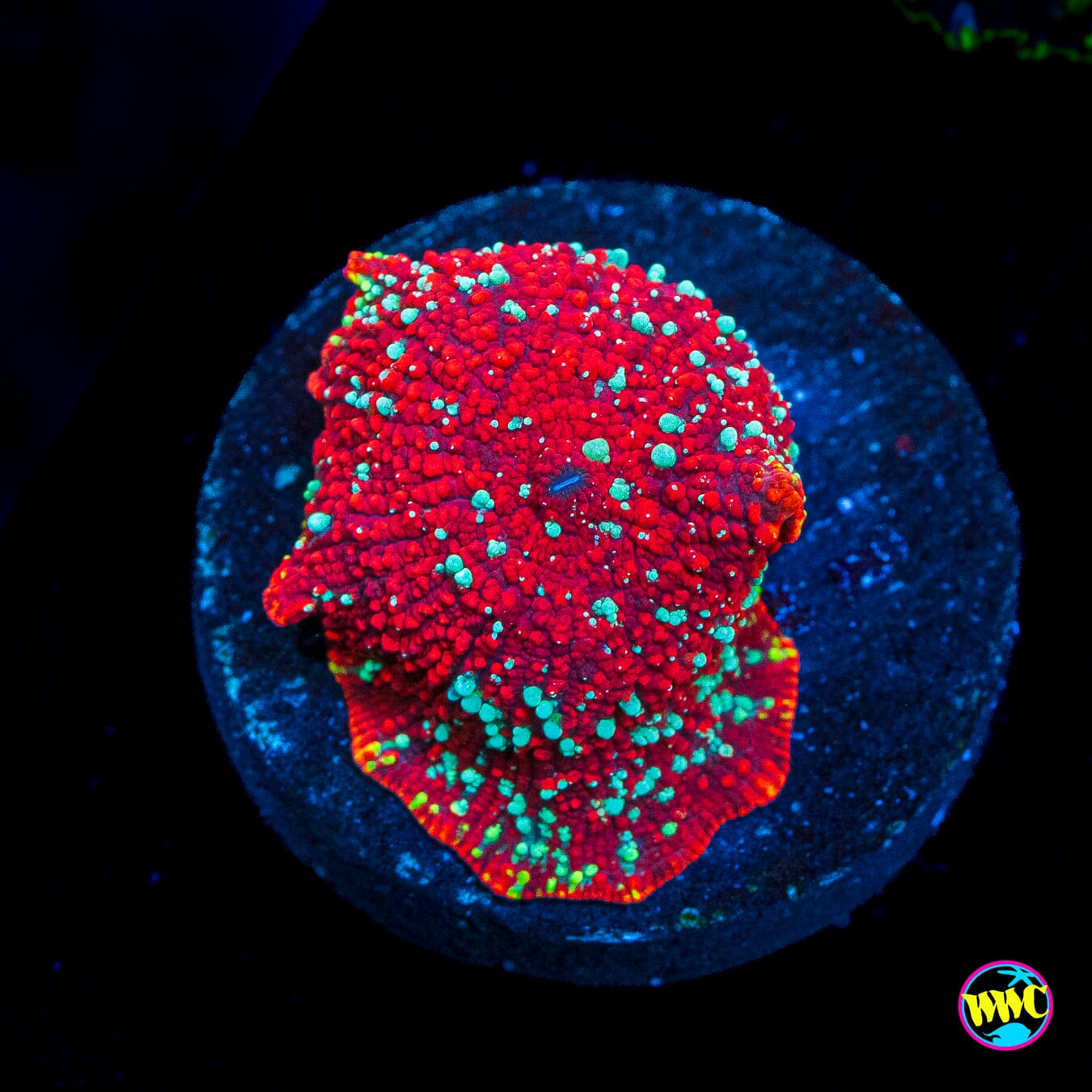 Red Devil Disco Mushroom - Actinic Photo
