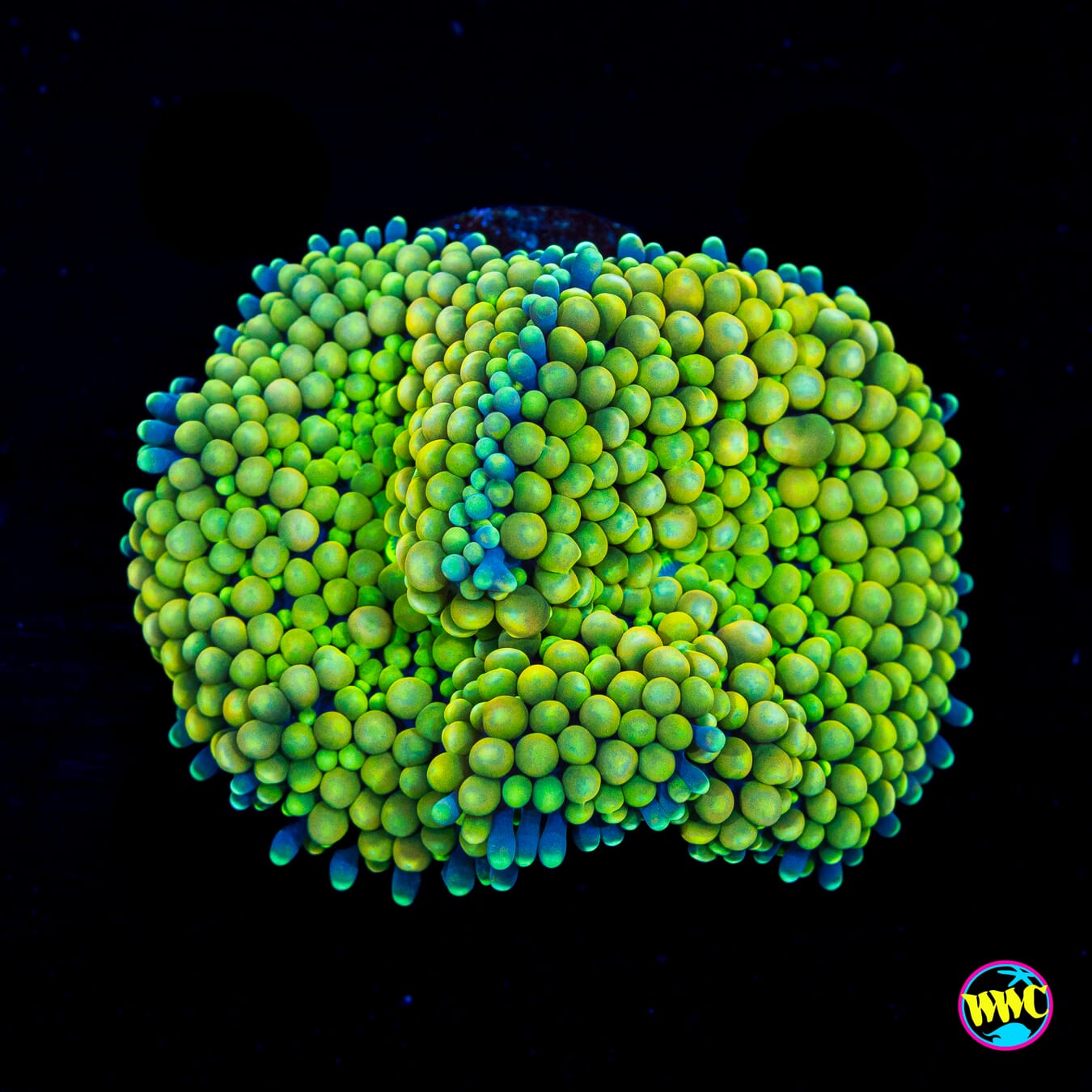 Lemon Lime Ricordea Mushroom - Actinic Photo