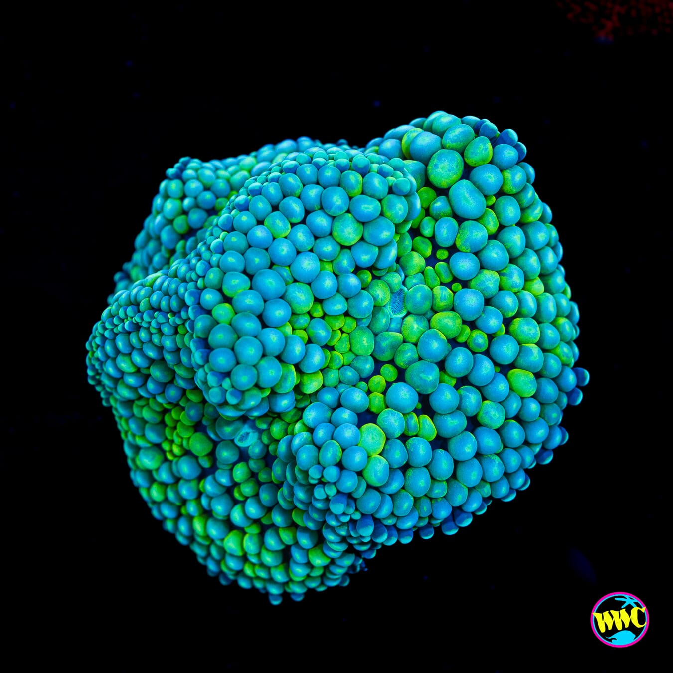 Chilly Willy Ricordea Mushroom - Actinic Photo