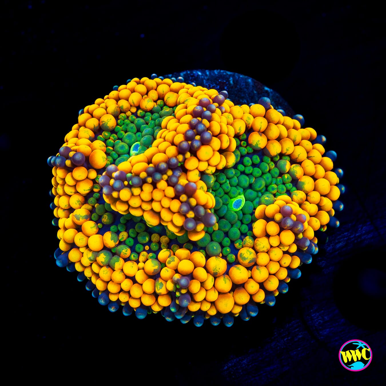 Jungle Jam Ricordea Mushroom - Actinic Photo