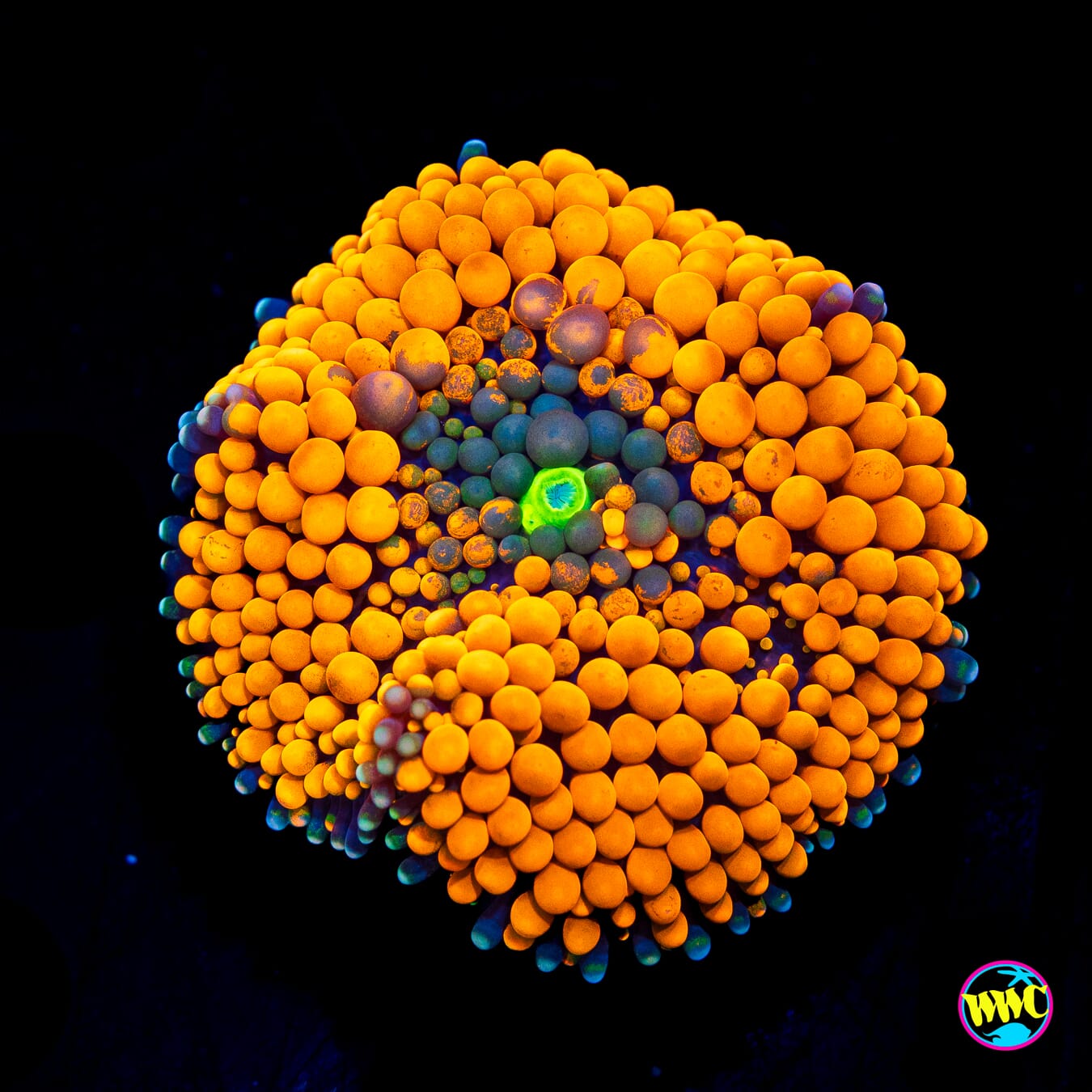 Citrus Cooler Ricordea Mushroom - Actinic Photo