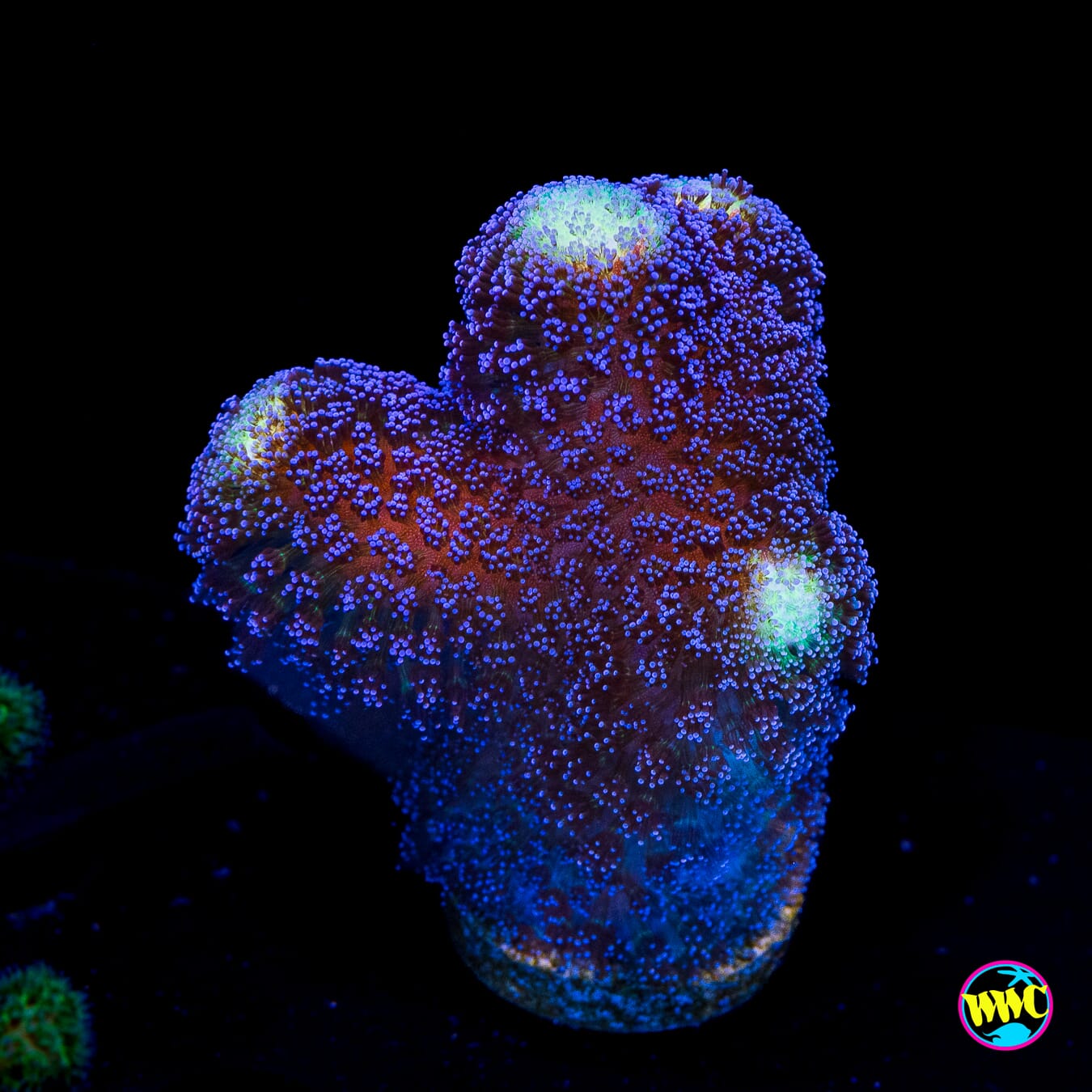 WWC Blue Stylophora - Actinic Photo