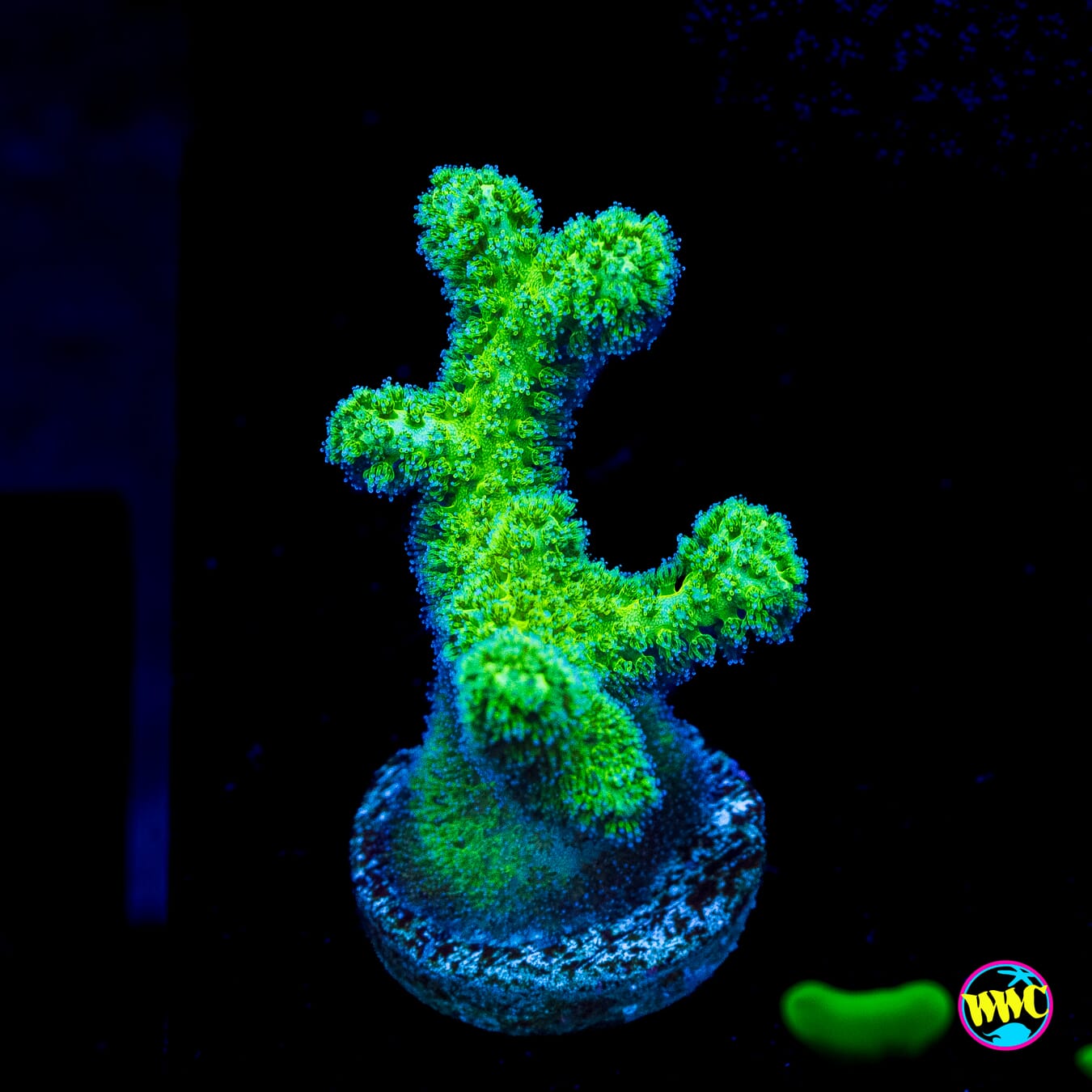 WWC Fantasy Island Birdsnest - Actinic Photo