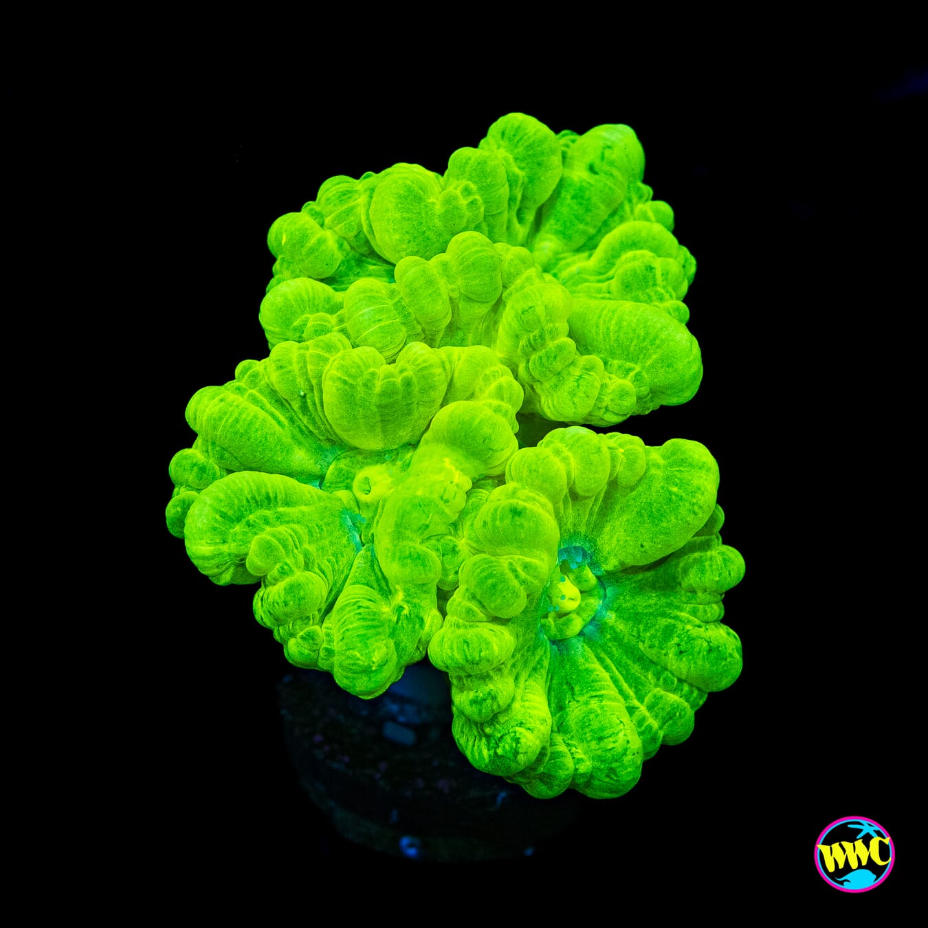 Kryptonite Candy Canes - Actinic Photo