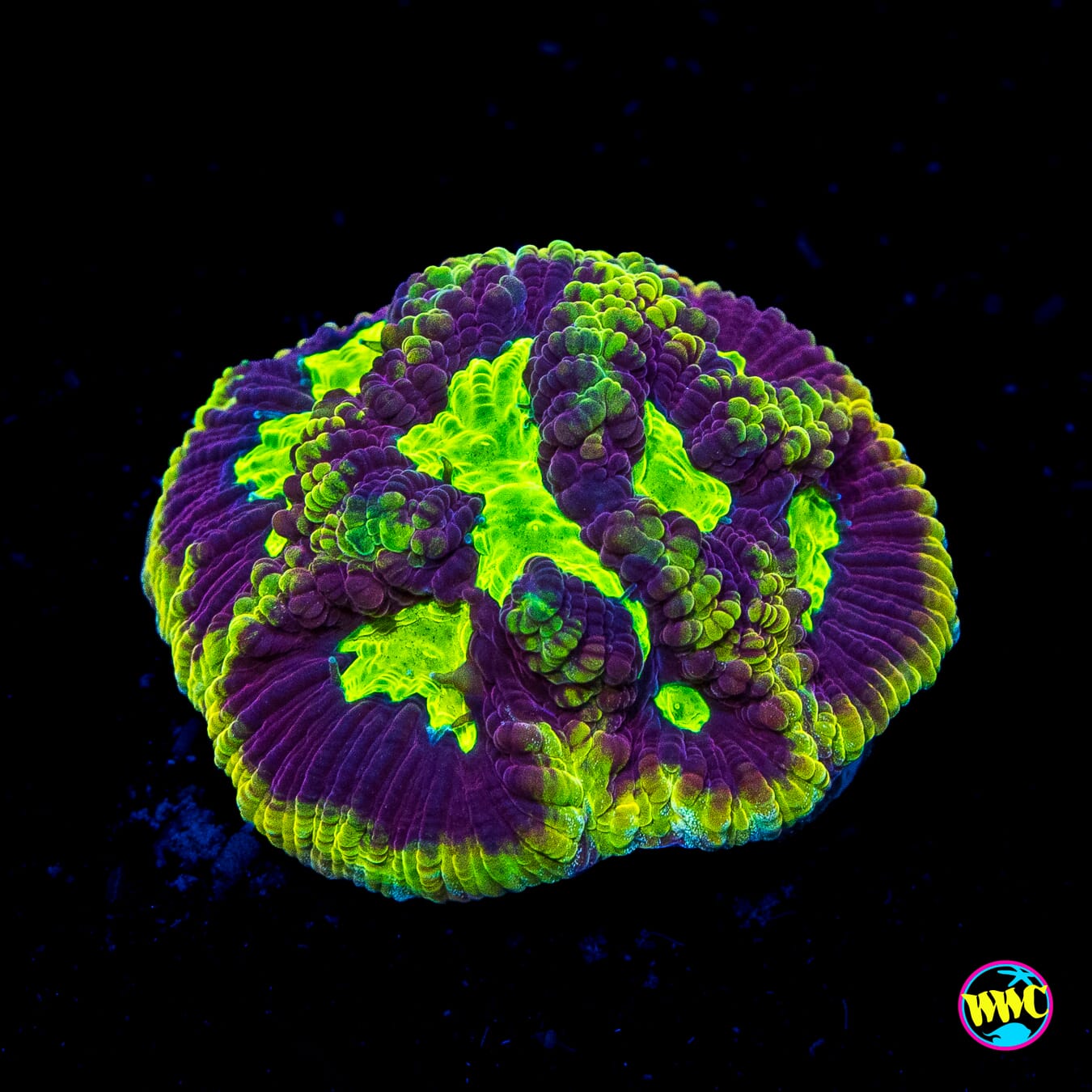 Jason Fox Rockin Redneck Favia - Actinic Photo