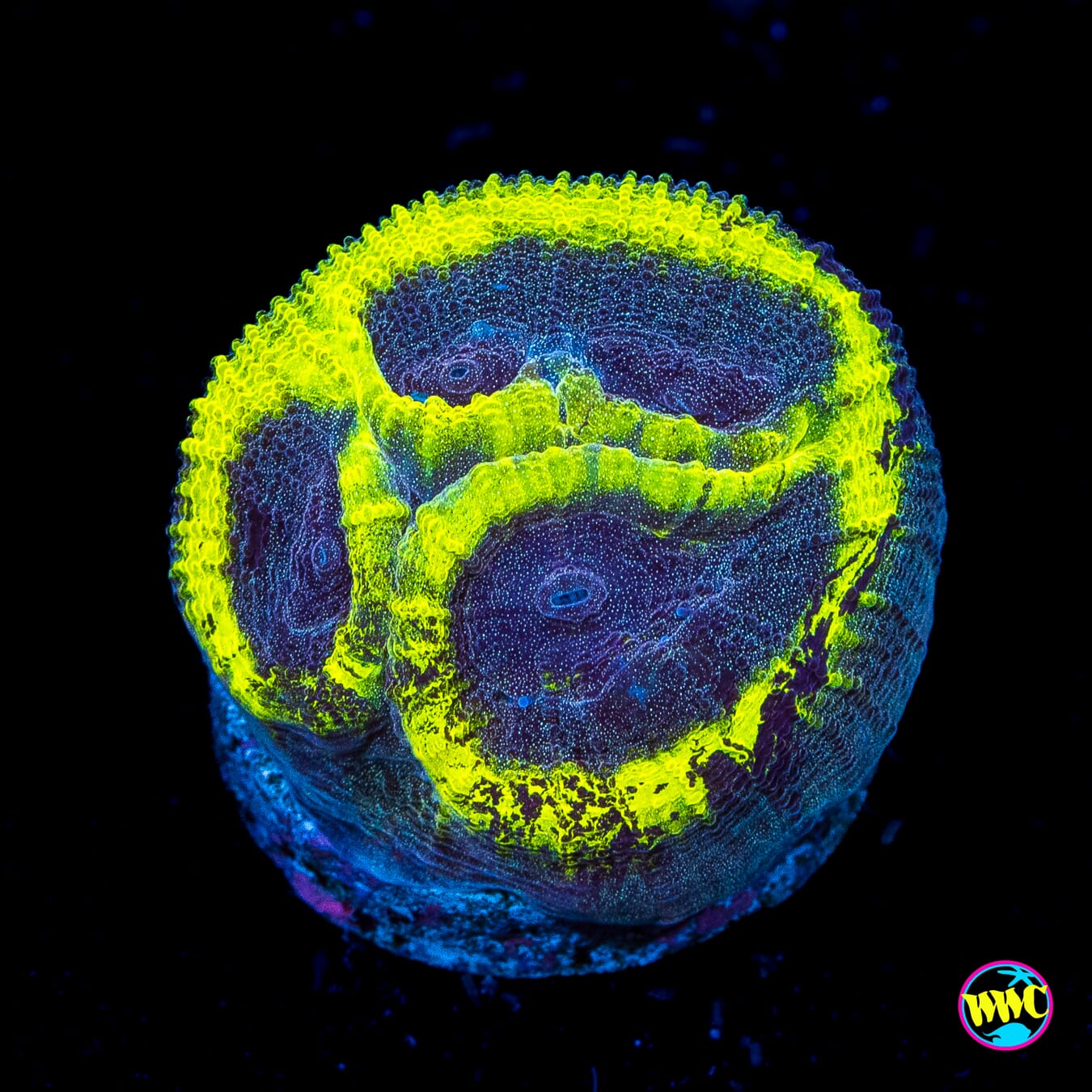 WWC Halo Favia - Actinic Photo