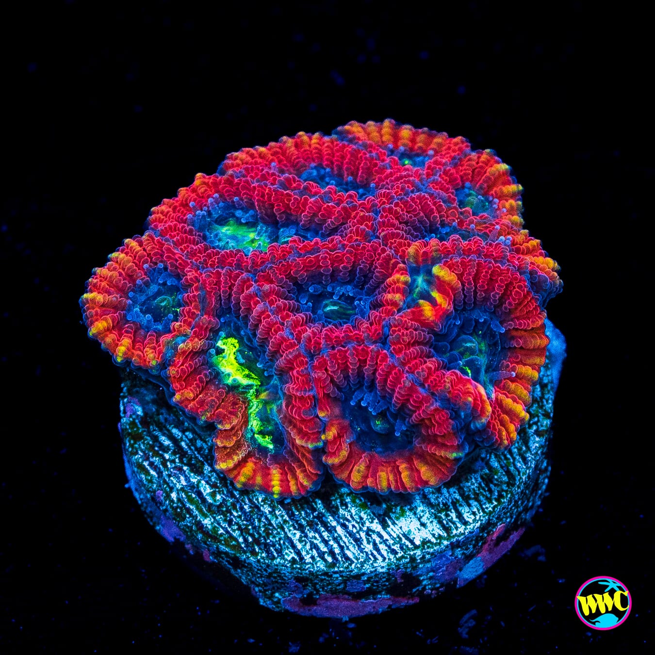 Ms Marvel Favia - Actinic Photo