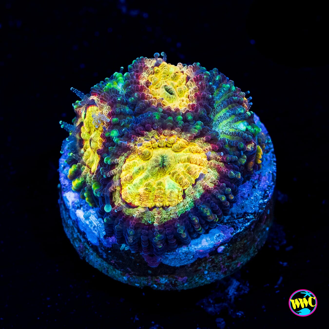 WWC Gold Digger Favia - Actinic Photo
