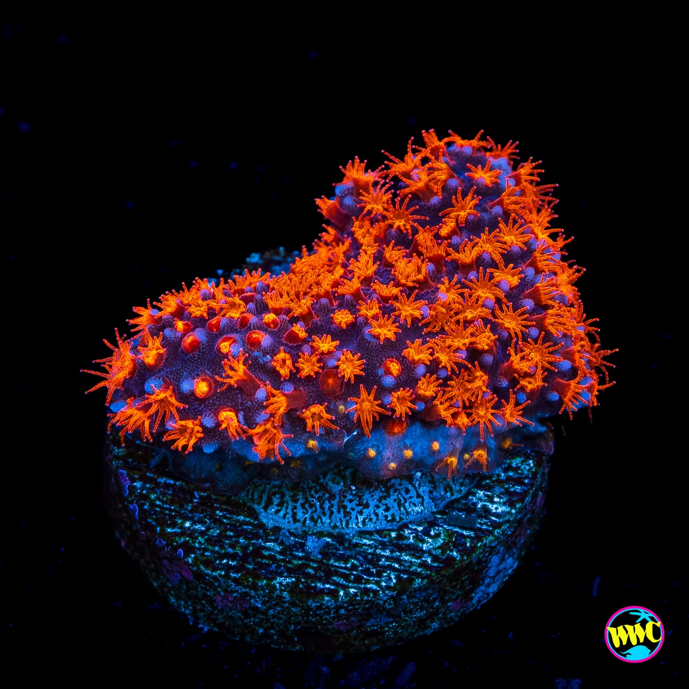 WWC Spiderman Stylocoeniella - Actinic Photo