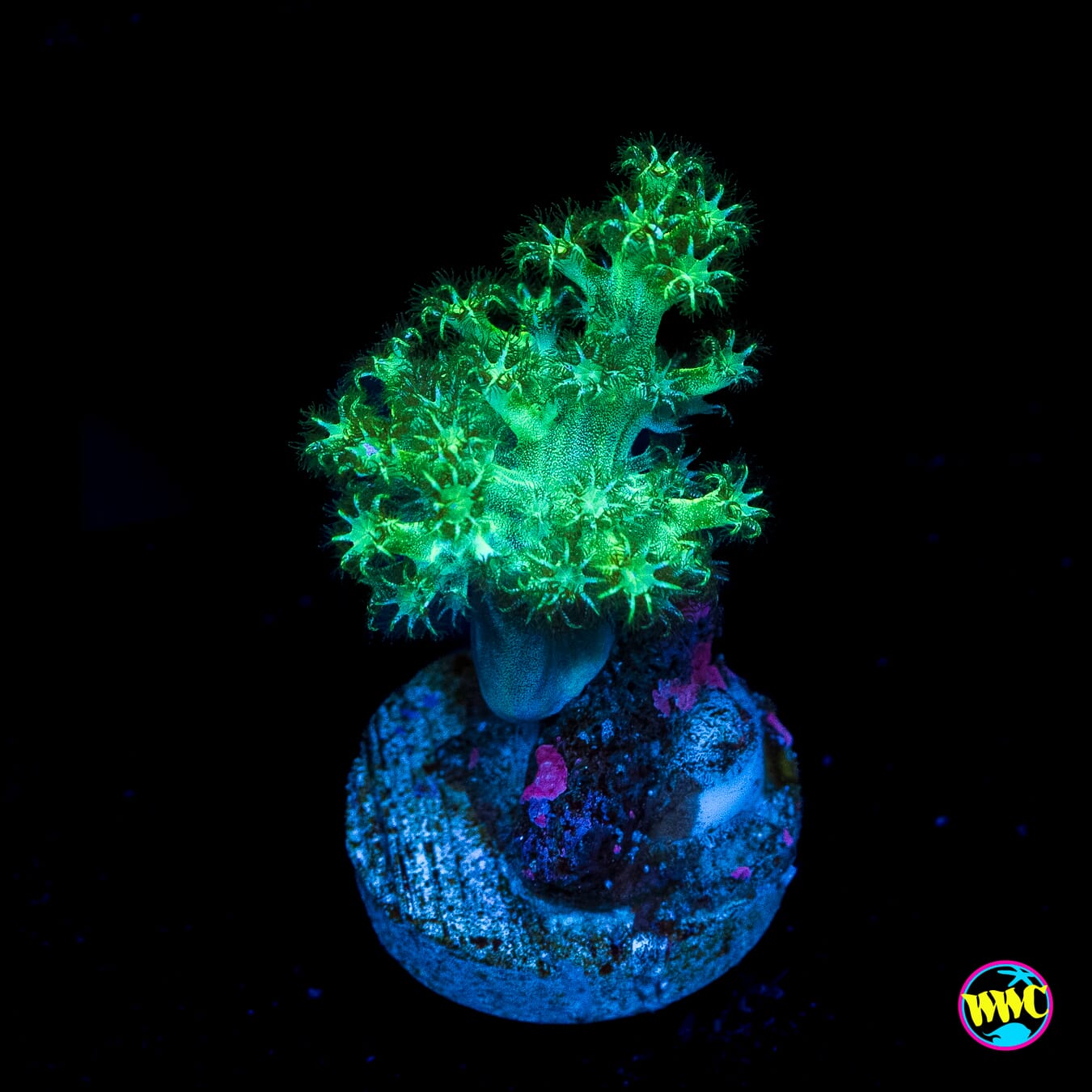 WWC Green Solomon Hairy Leather - Actinic Photo