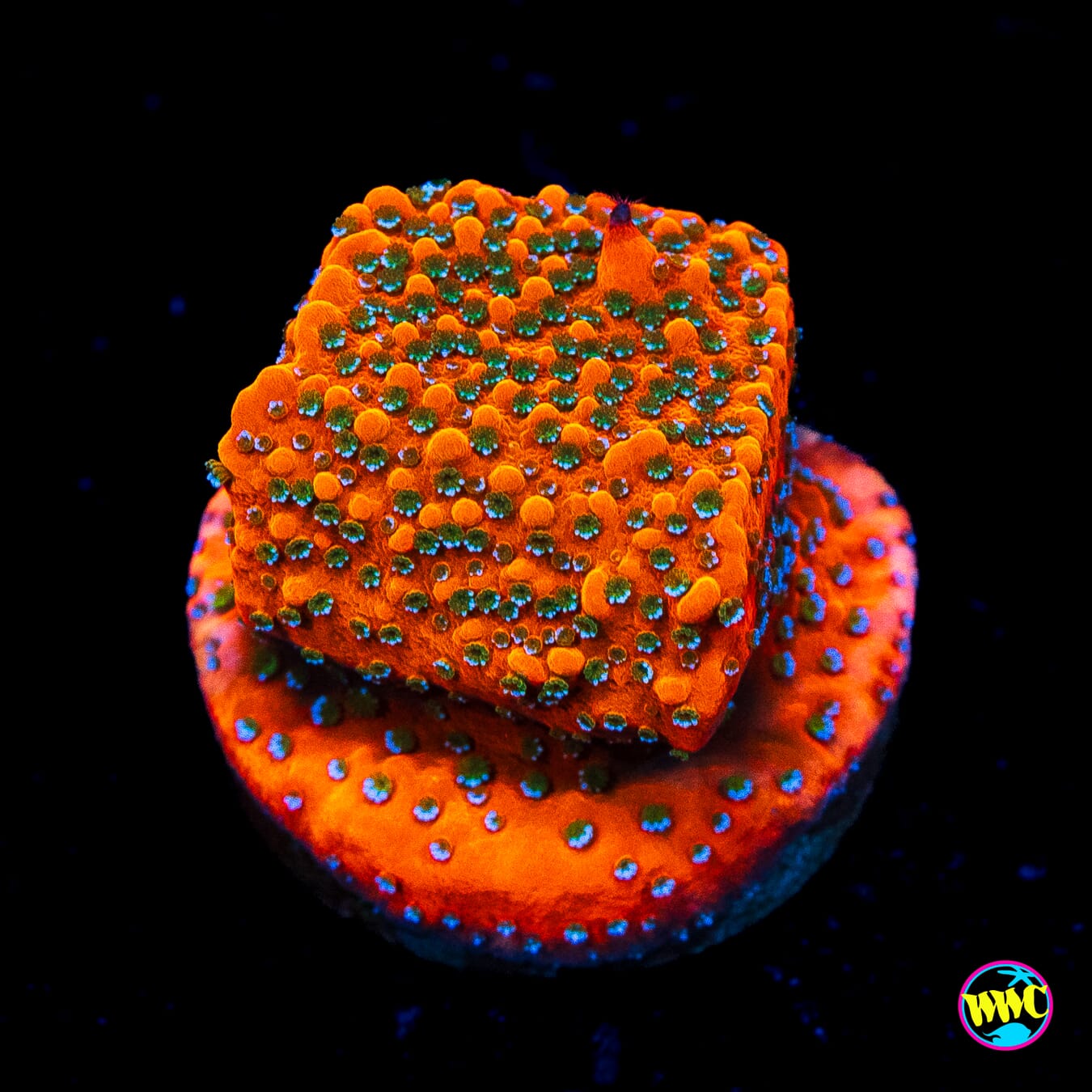WWC Megachrome Montipora - Actinic Photo