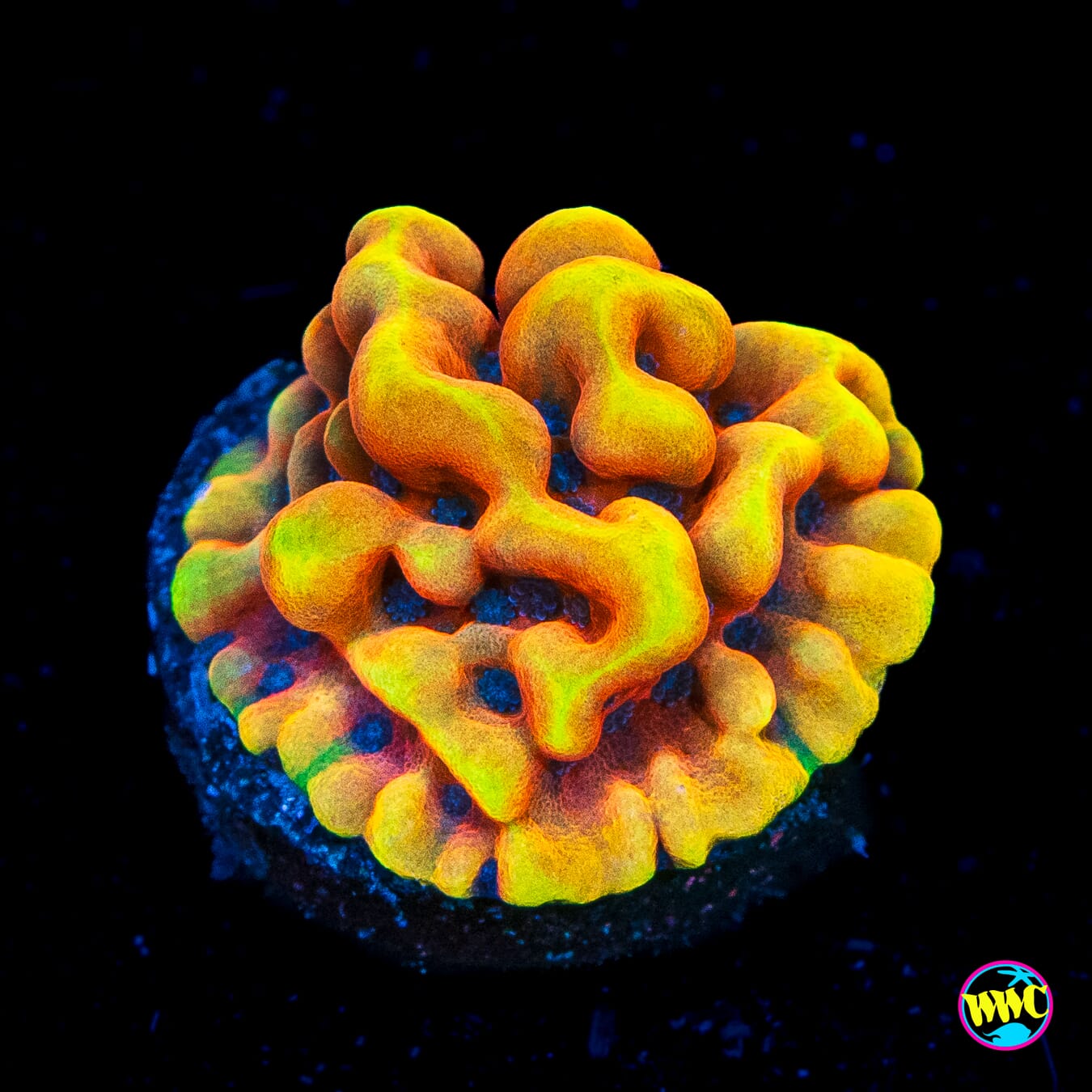 RR Crazy T Montipora - Actinic Photo