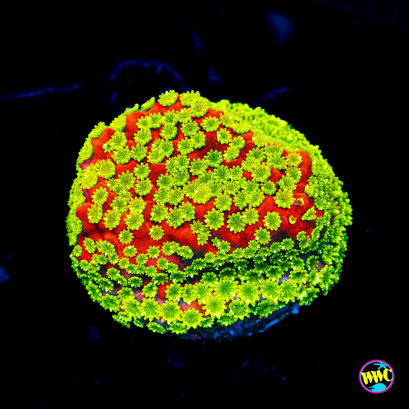 Sunset Montipora - Actinic Photo