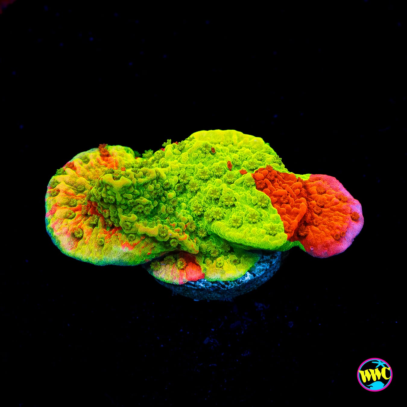 WWC Triple Threat Grafted Montipora - Actinic Photo