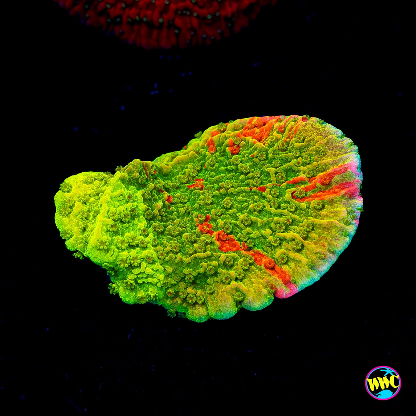 WWC Triple Threat Grafted Montipora - Actinic Photo