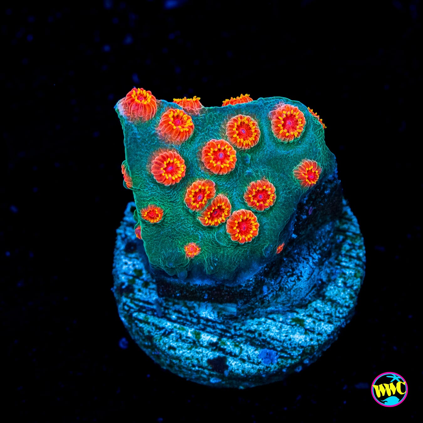 Bojangles Cyphastrea - Actinic Photo