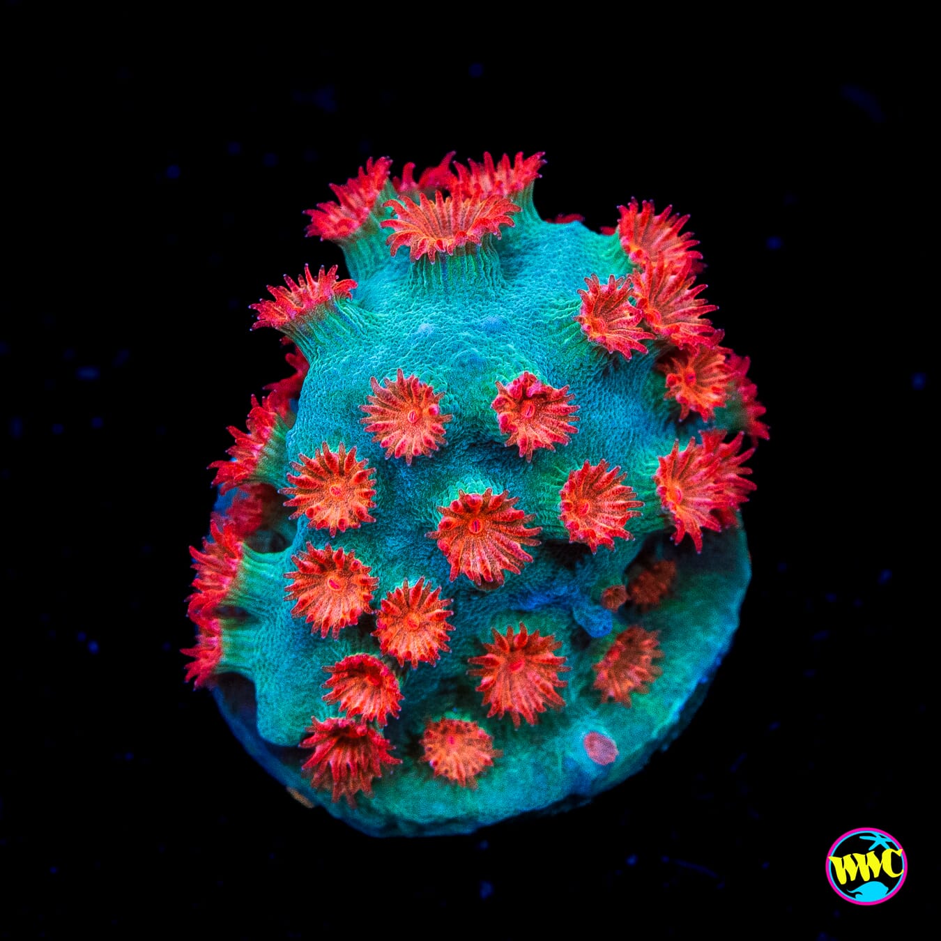 WWC Meteor Shower Cyphastrea - Actinic Photo