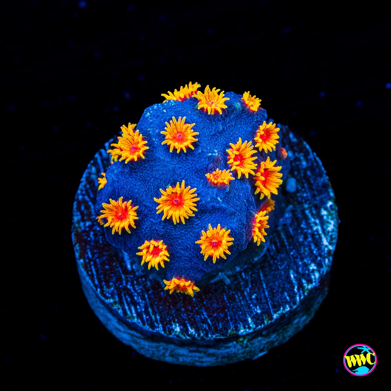 WWC Bizarro Cyphastrea - Actinic Photo