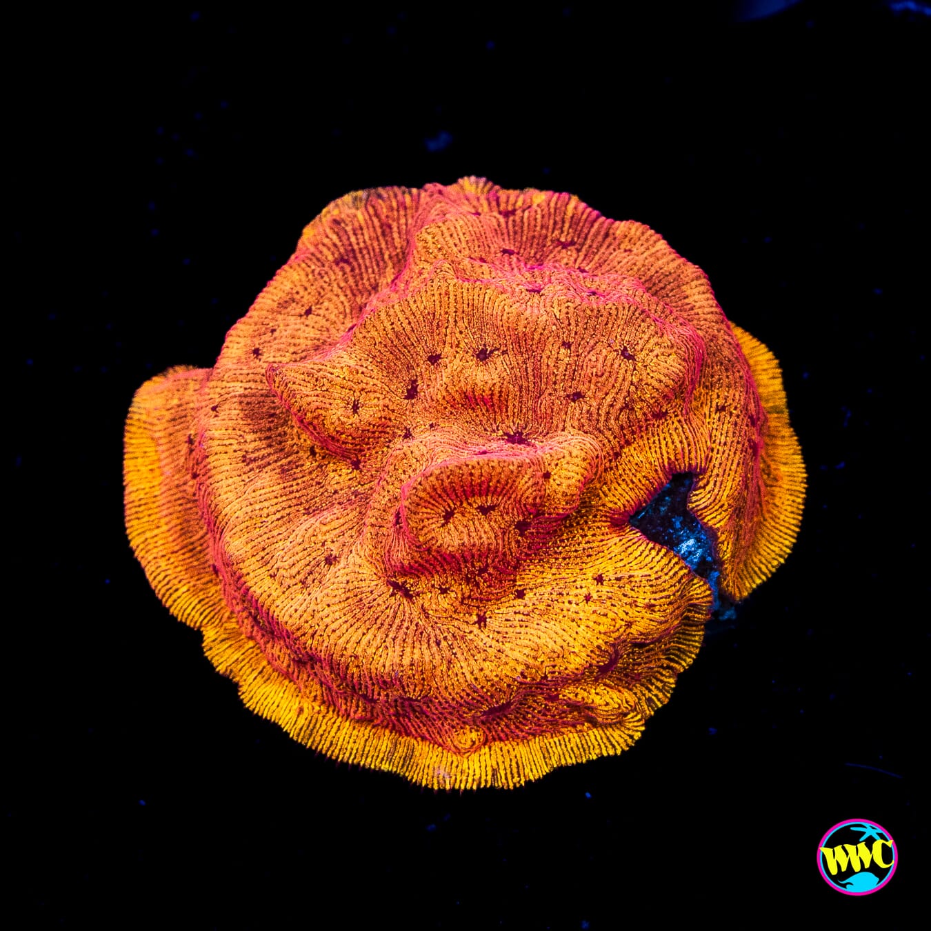 WWC BBQ Chip Leptoseris - Actinic Photo