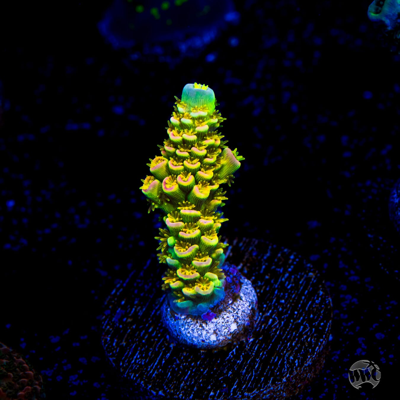 WD Tenuis Acropora - Daylight Photo