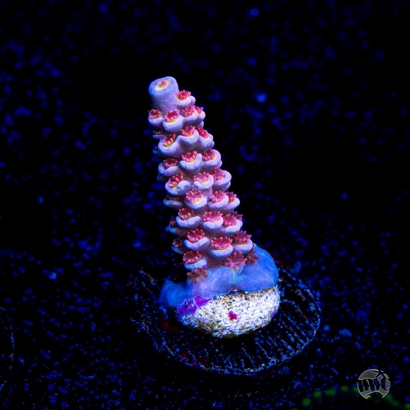 WWC Sex Panther Tenuis Acropora - Daylight Photo
