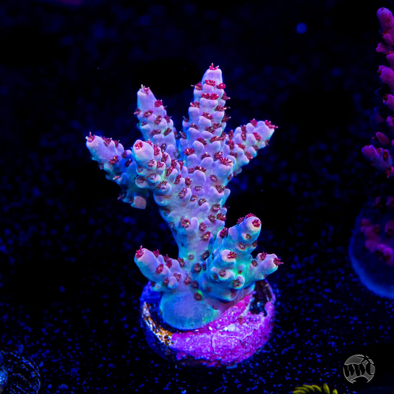 WWC Hurricane Acropora