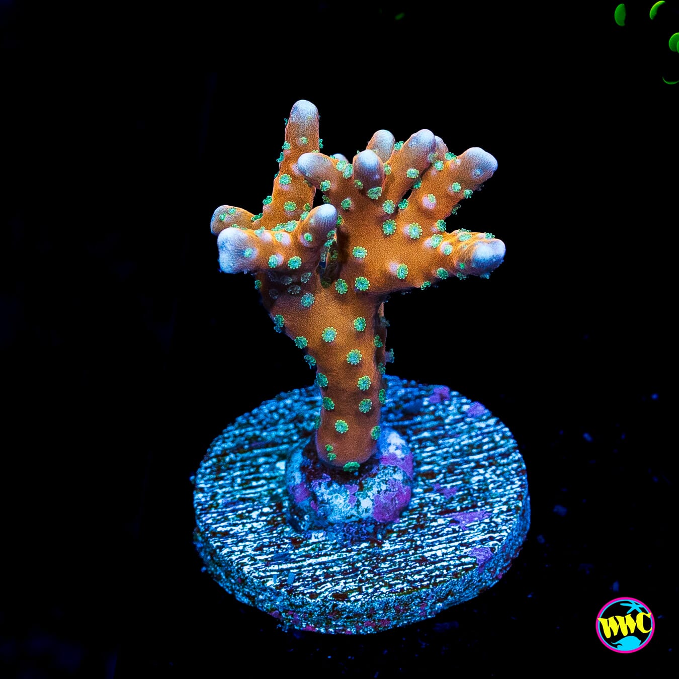 RR Tropicana Anacropora - Actinic Photo