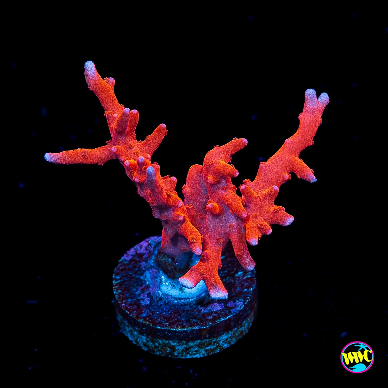 Jason Fox TnT Anacropora - Actinic Photo