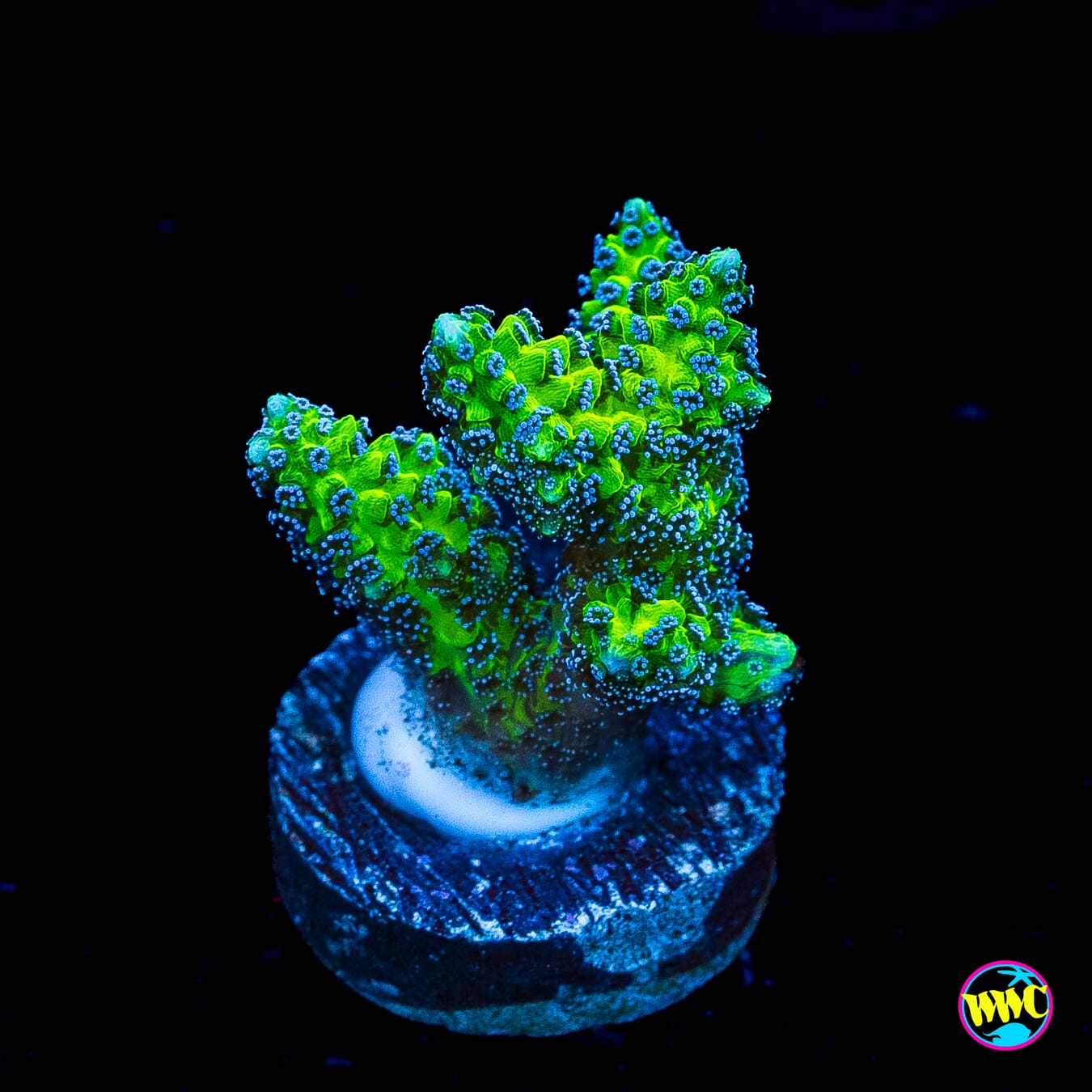 R66 Queensland Sizzler Birdsnest - Actinic Photo