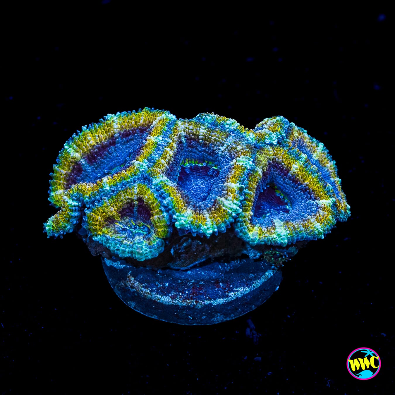 Desert Oasis Aussie Lord - Actinic Photo