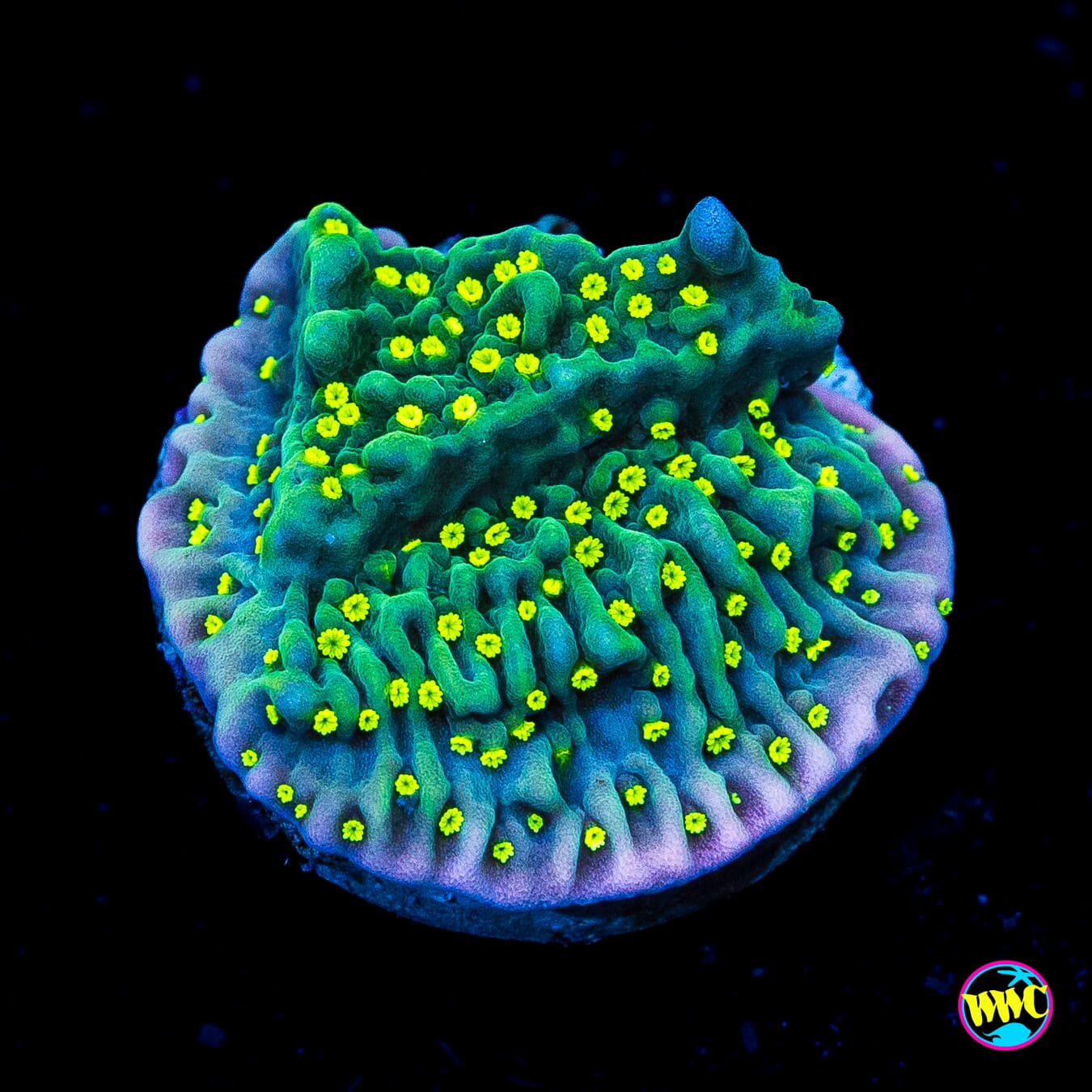 Jason Fox Frankies Hot Pink Rim Montipora - Actinic Photo