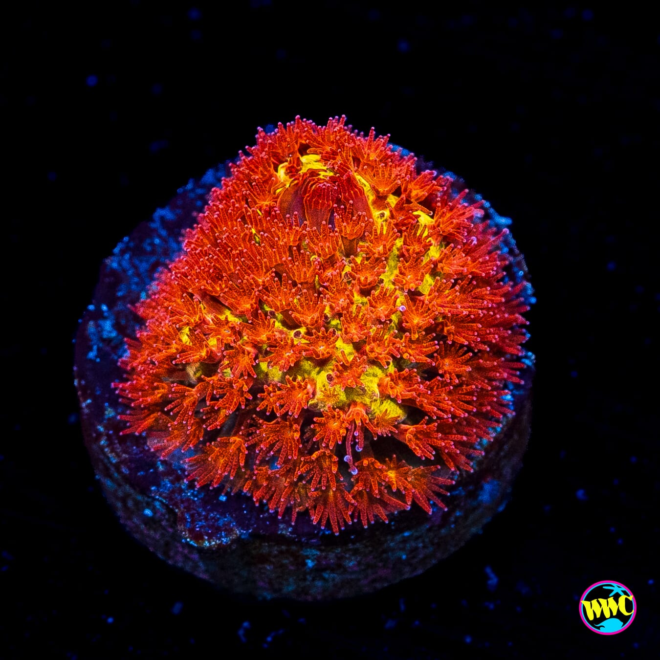 Jason Fox Burning Banana Stylocoeniella - Actinic Photo